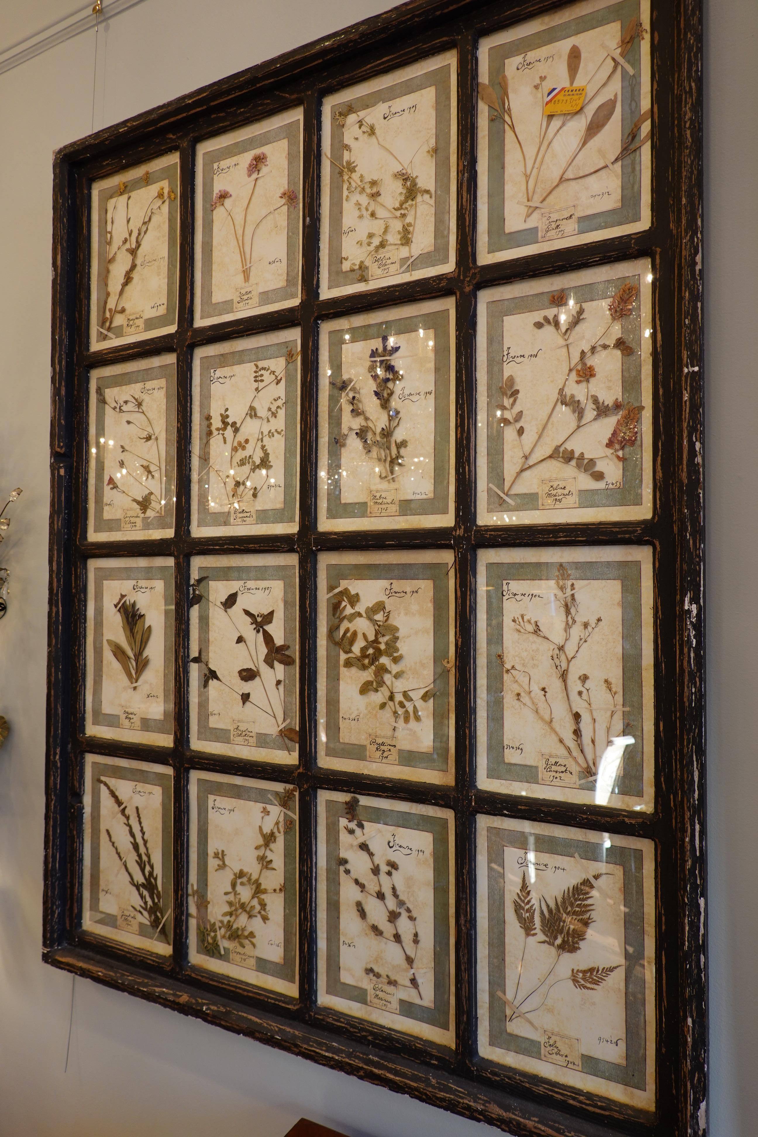 Arts and Crafts Collection of 16 Italian Herbiers Set in Large Paned Window Frame