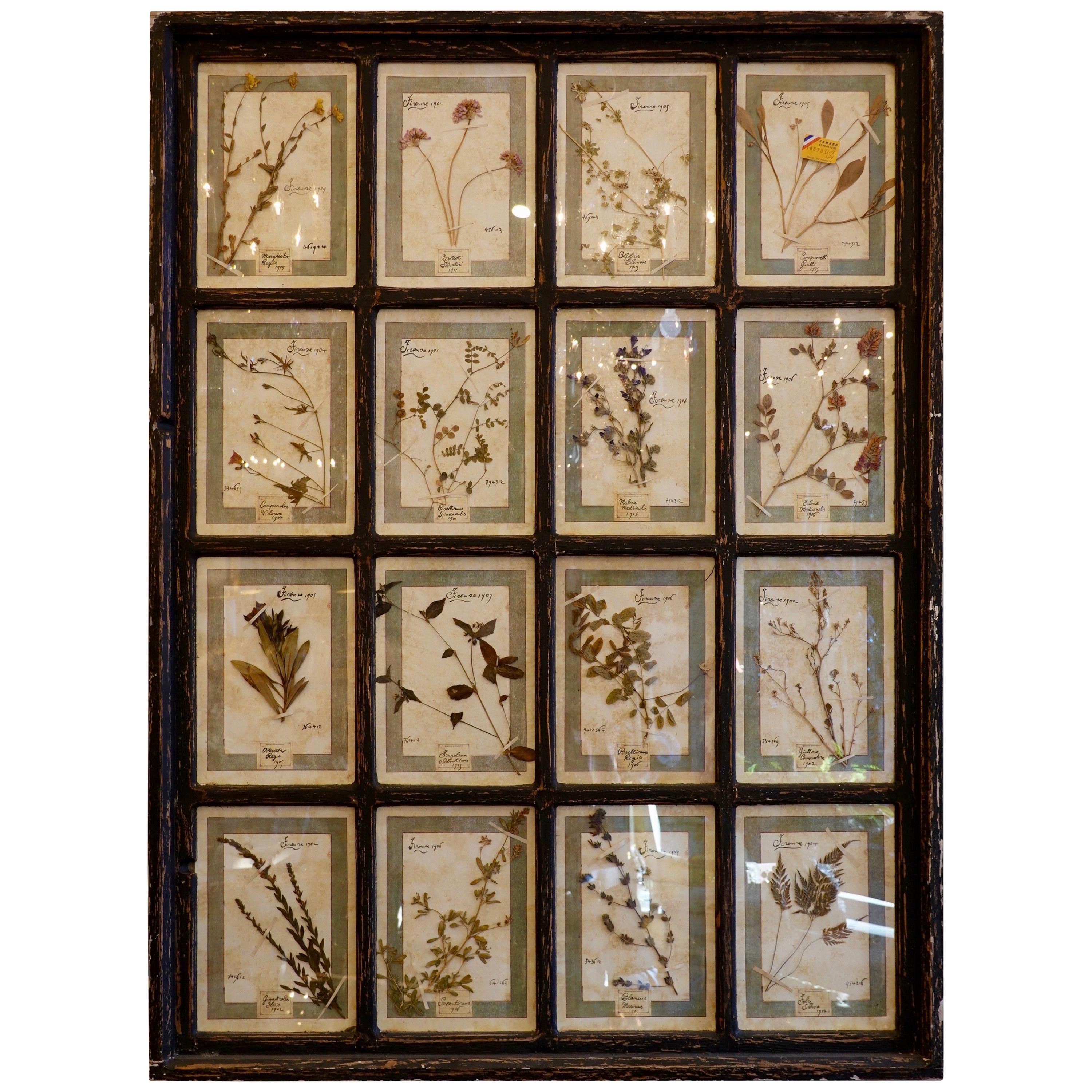 Collection of 16 Italian Herbiers Set in Large Paned Window Frame