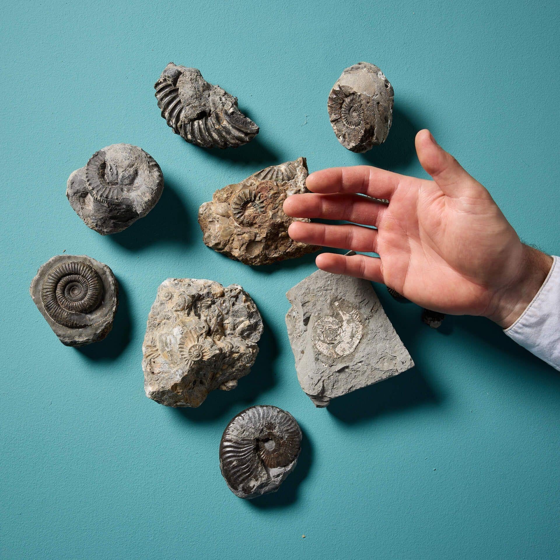 A fascinating collection of sixteen natural, prehistoric English ammonite fossil specimens of varying shapes and sizes – ranging from 11 cm (4.33 in) wide to 2 cm wide (0.79 in). Ex. private collection of David Thomas Turner (1945-2023).

Excellent