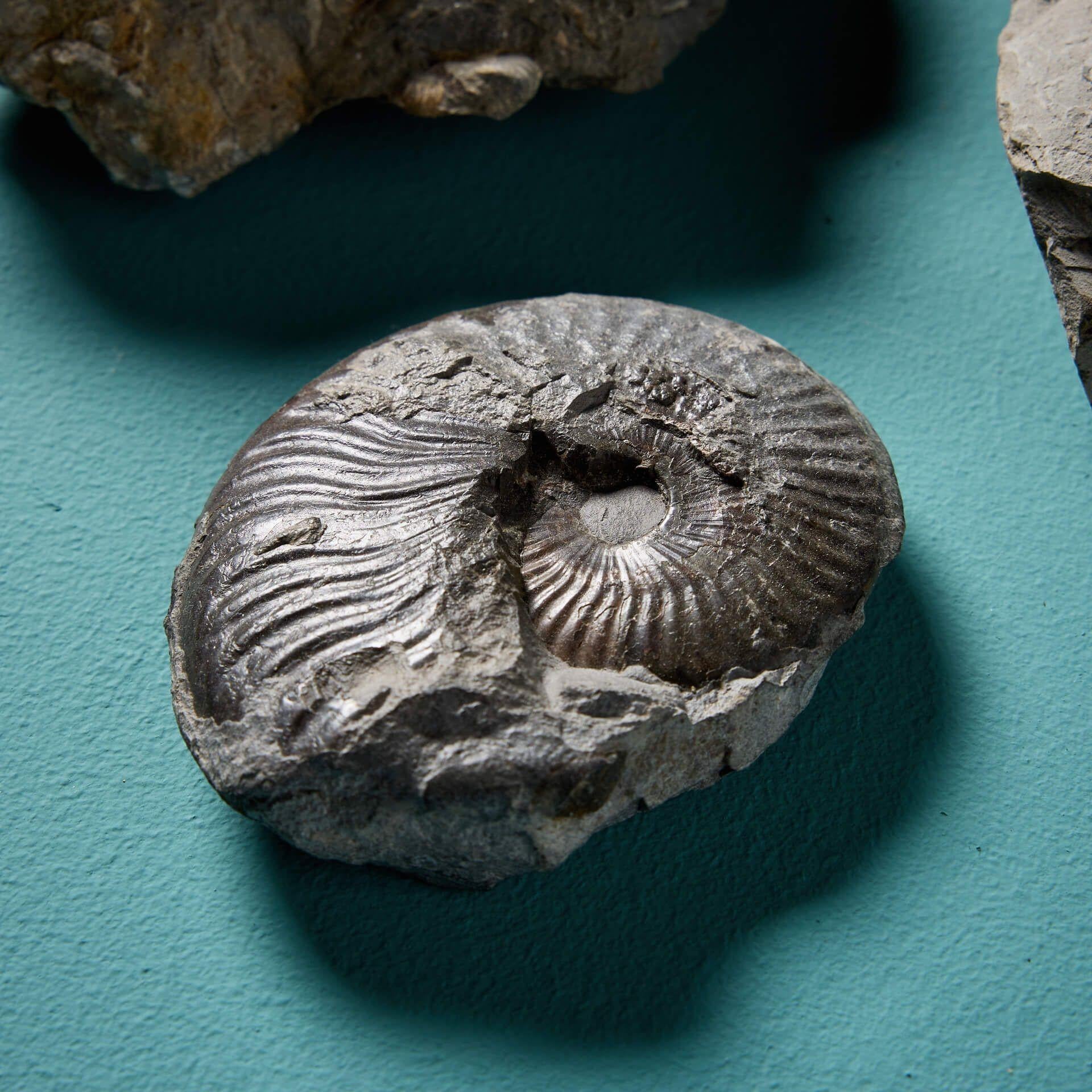 Collection of 16 Natural English Ammonite Fossil Specimens In Fair Condition For Sale In Wormelow, Herefordshire