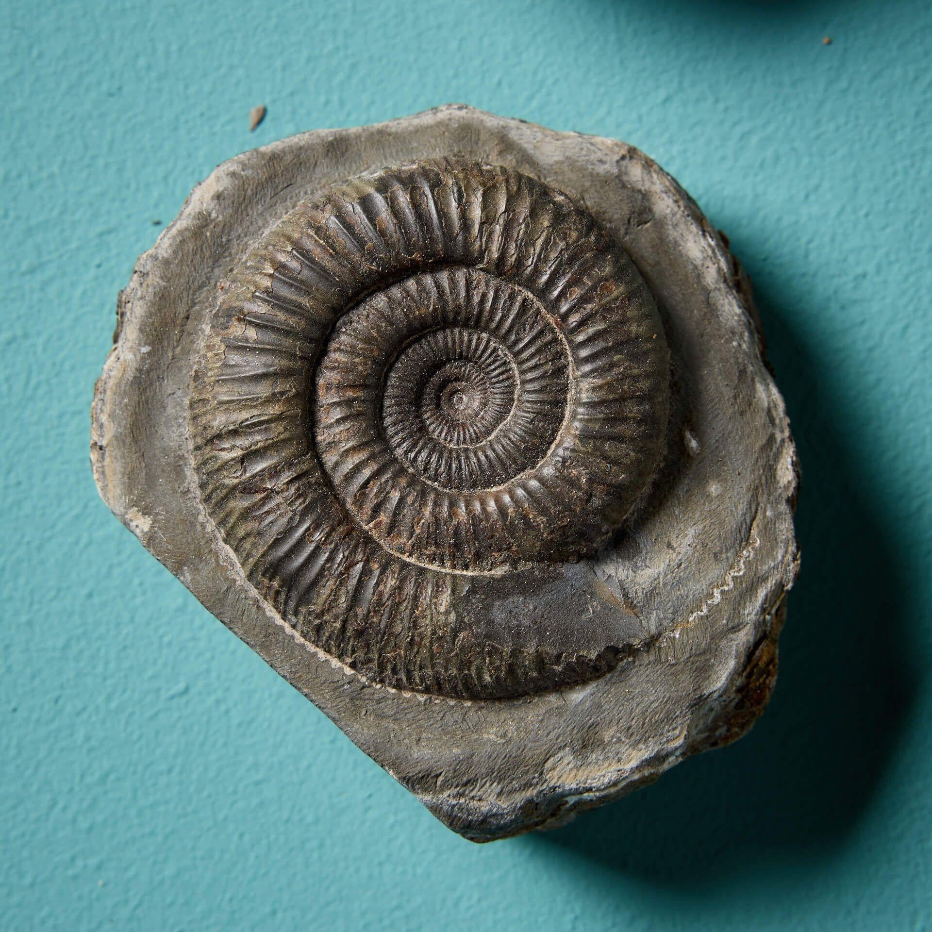 18th Century and Earlier Collection of 16 Natural English Ammonite Fossil Specimens For Sale