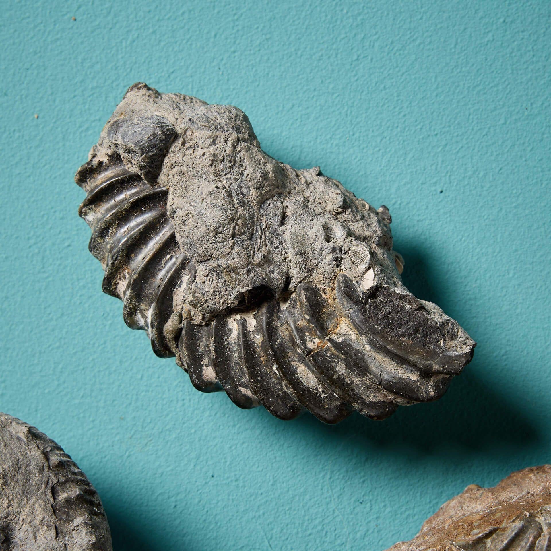 Natural Fiber Collection of 16 Natural English Ammonite Fossil Specimens For Sale