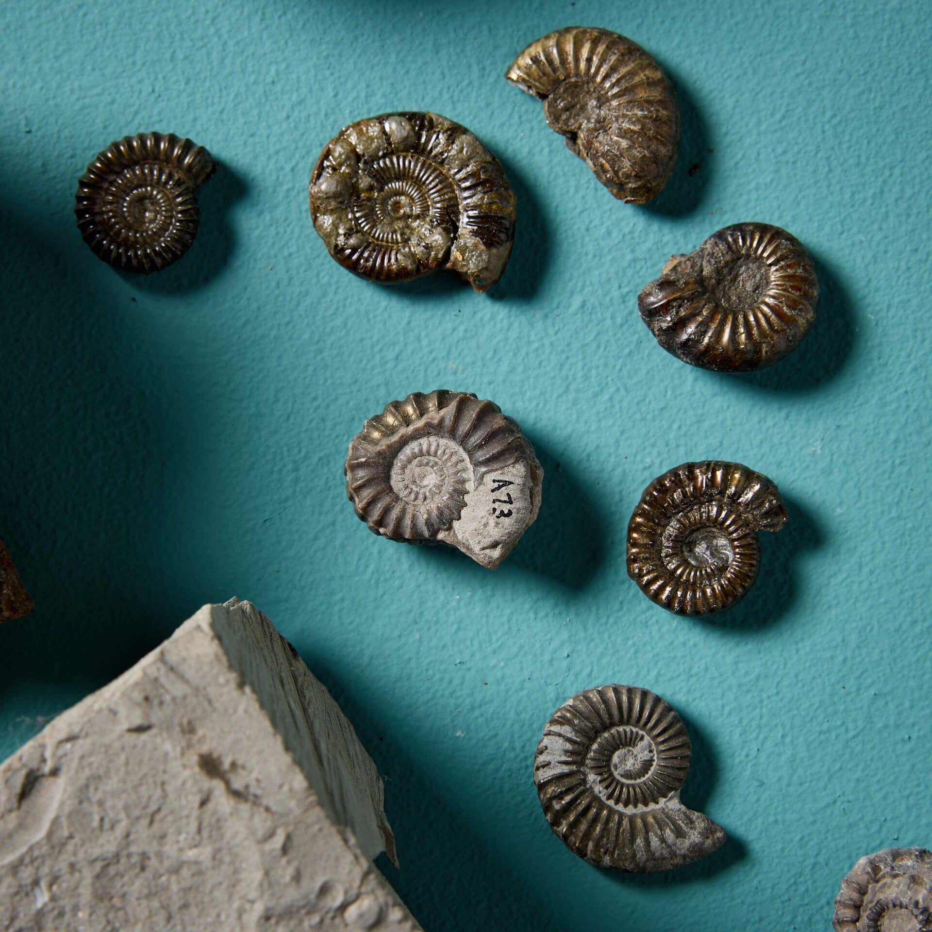 Collection of 16 Natural English Ammonite Fossil Specimens For Sale 1
