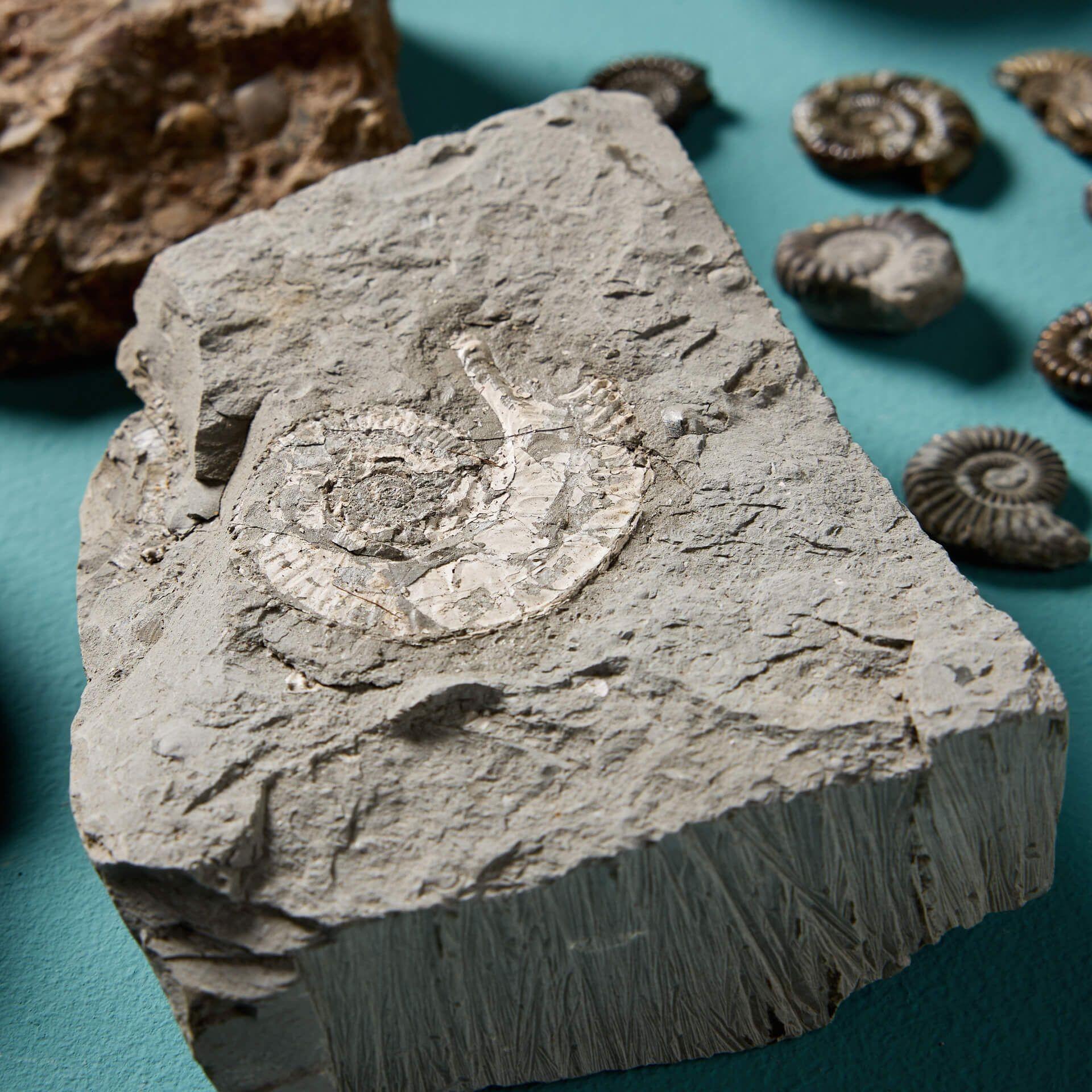 Collection of 16 Natural English Ammonite Fossil Specimens For Sale 2