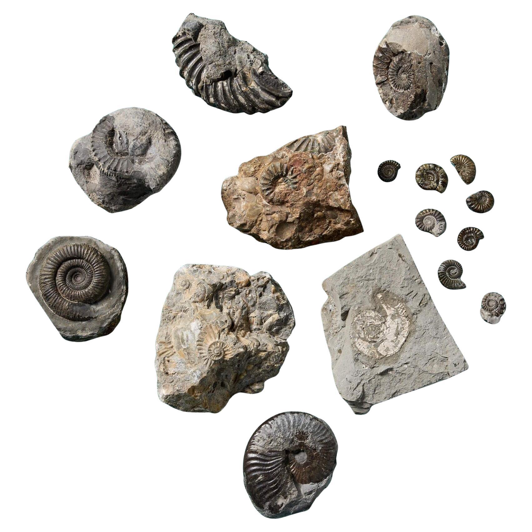 Collection of 16 Natural English Ammonite Fossil Specimens