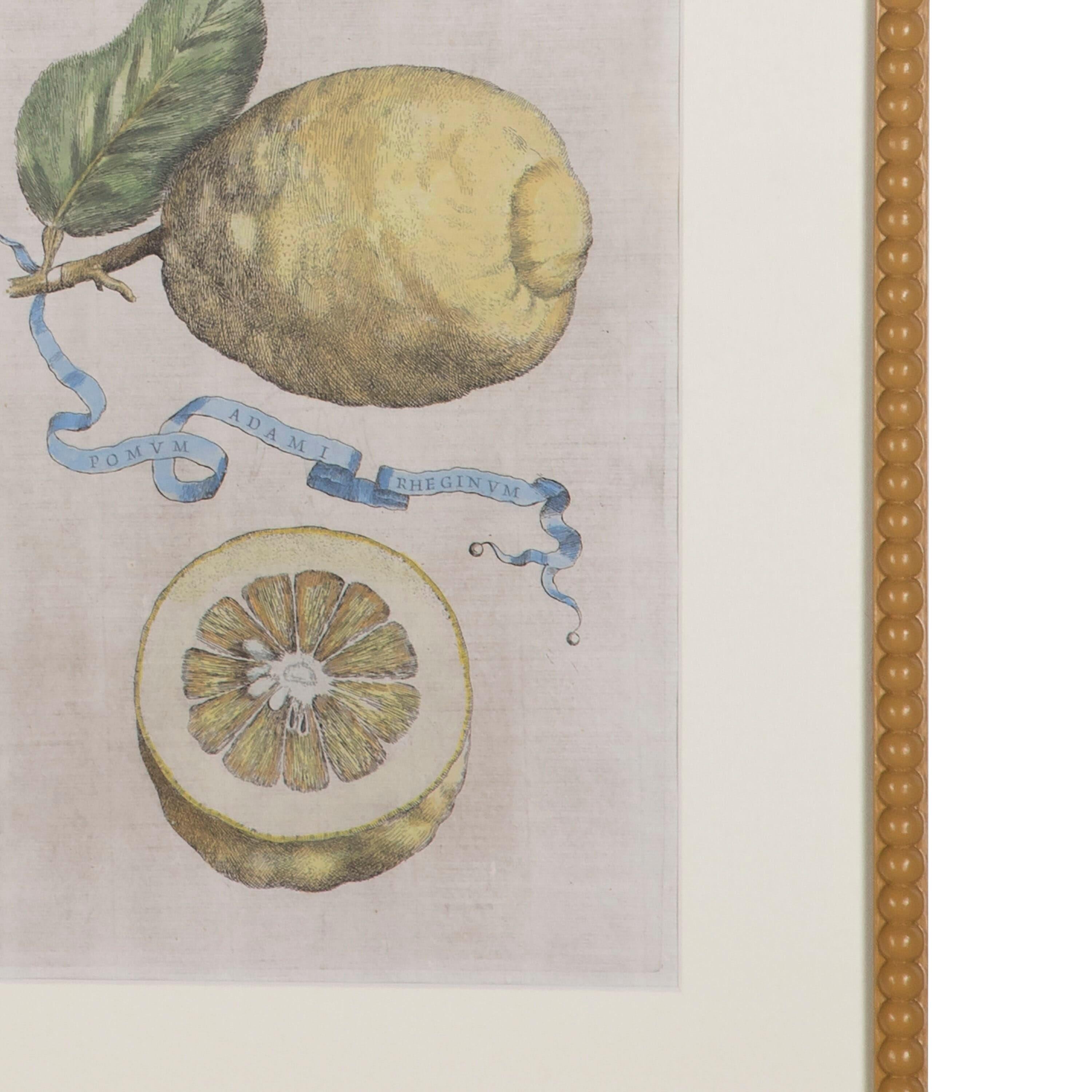 A rare collection of 17th century hand coloured engravings by Giovanni Battista Ferrari in bespoke hand made painted frames. We can repaint the frames in a colour of your choice. 

Botanical, Art, Fruit, Citrus,Ferrari, Hesperides, Rome,

Antique