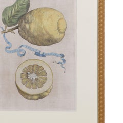 Collection of 17th Century Lemons by Giovanni Battista Ferrari