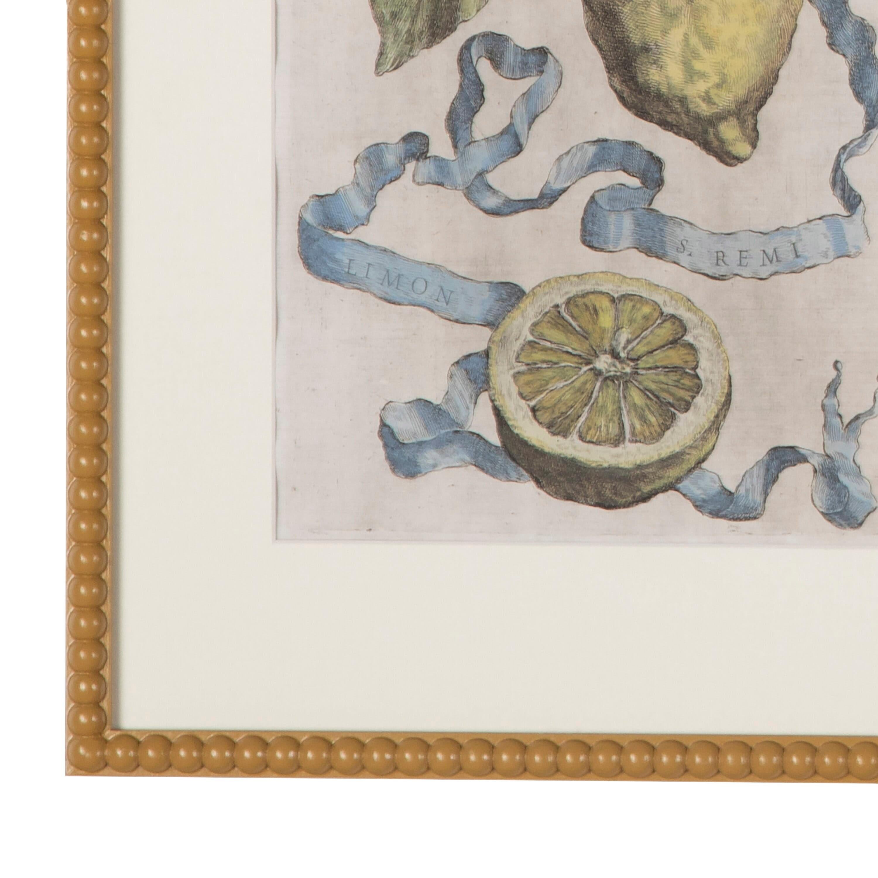 Italian Collection of 17th Century Lemons by Giovanni Battista Ferrari
