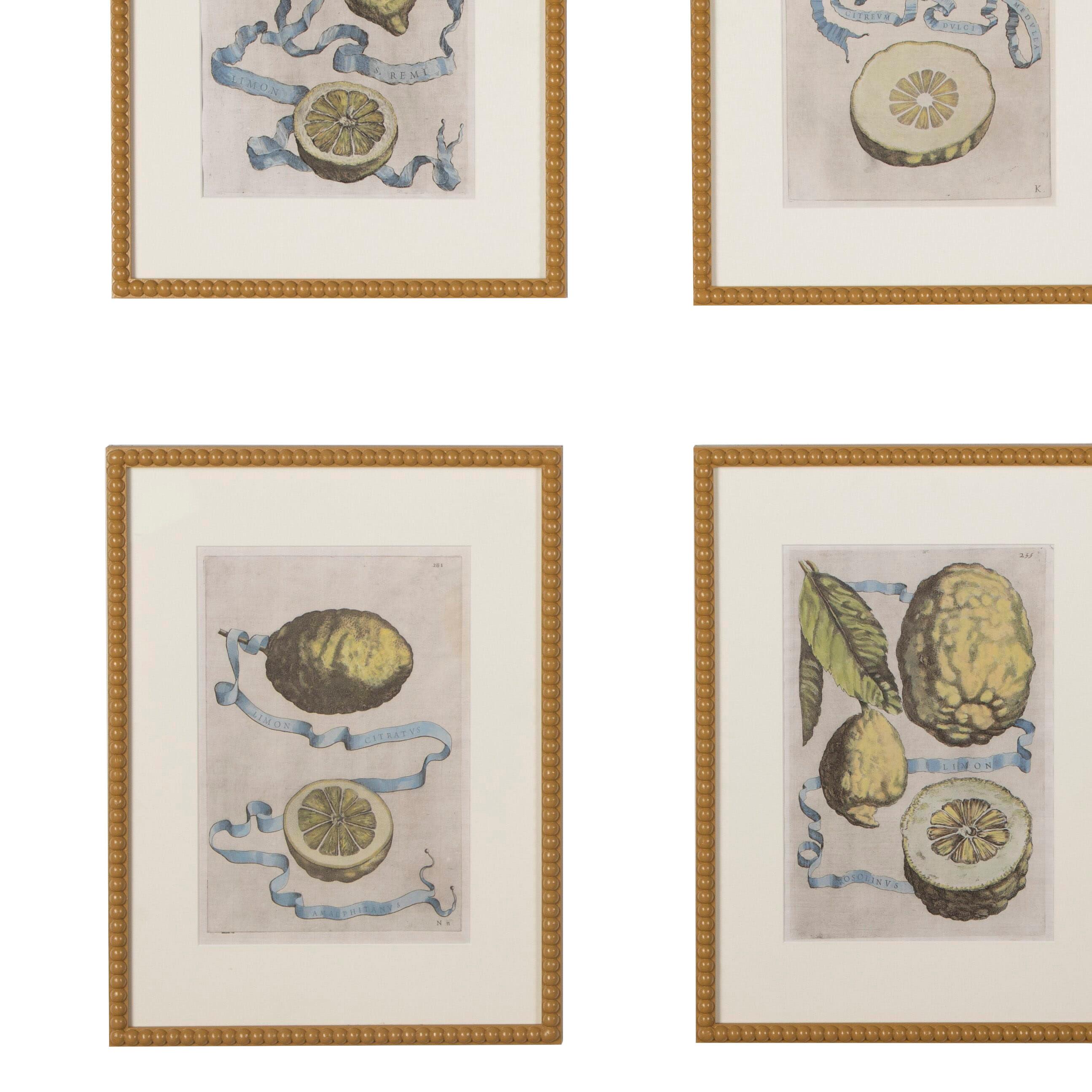 Collection of 17th Century Lemons by Giovanni Battista Ferrari In Good Condition In Tetbury, Gloucestershire