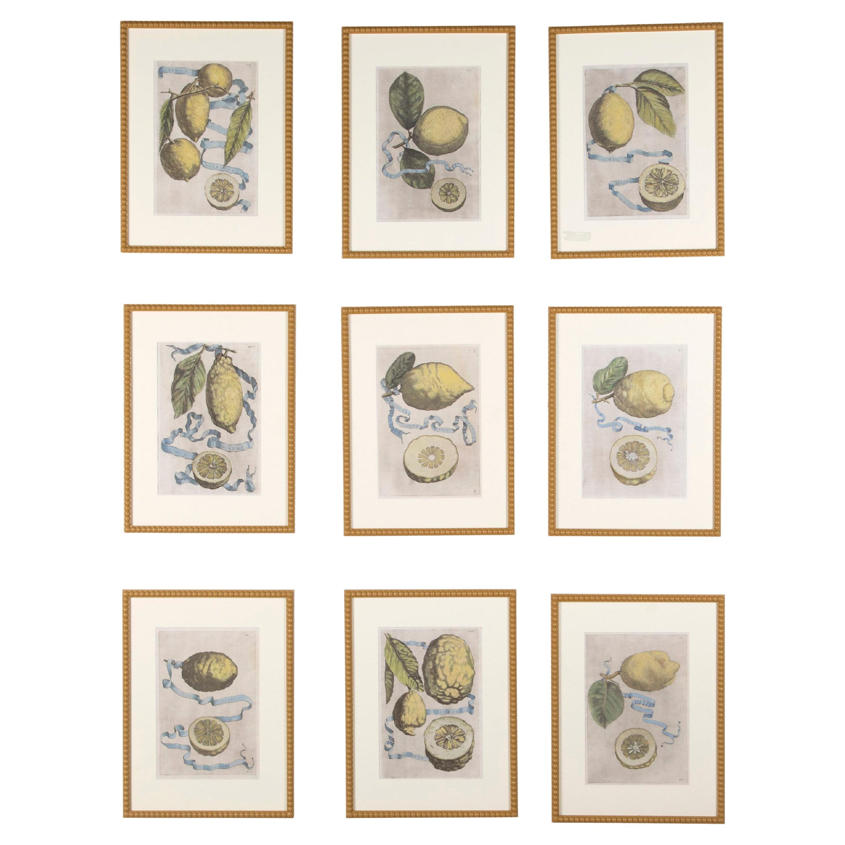 Collection of 17th Century Lemons by Giovanni Battista Ferrari