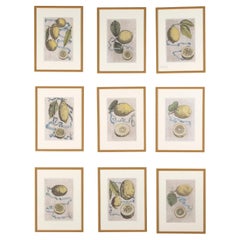 Collection of 17th Century Lemons by Giovanni Battista Ferrari