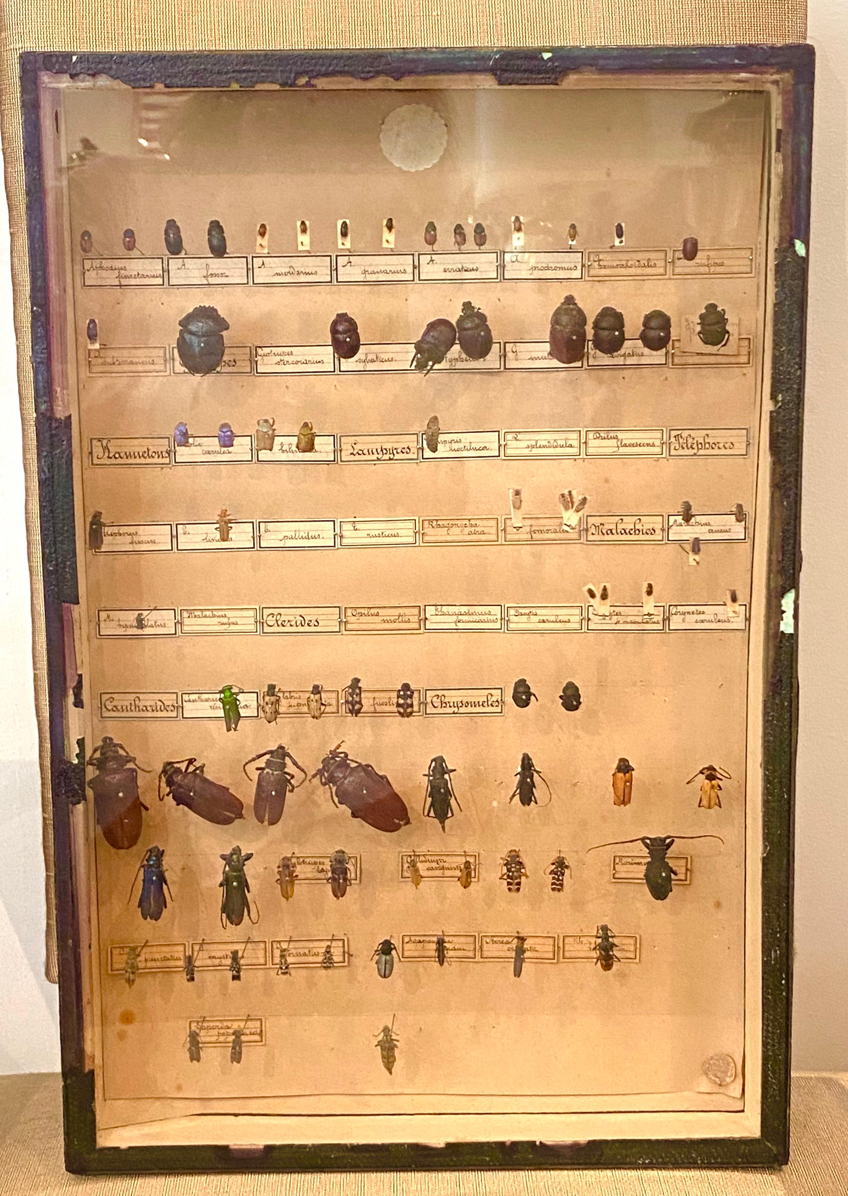Collection of 19th Century Beetles in Shadow Boxes For Sale 6