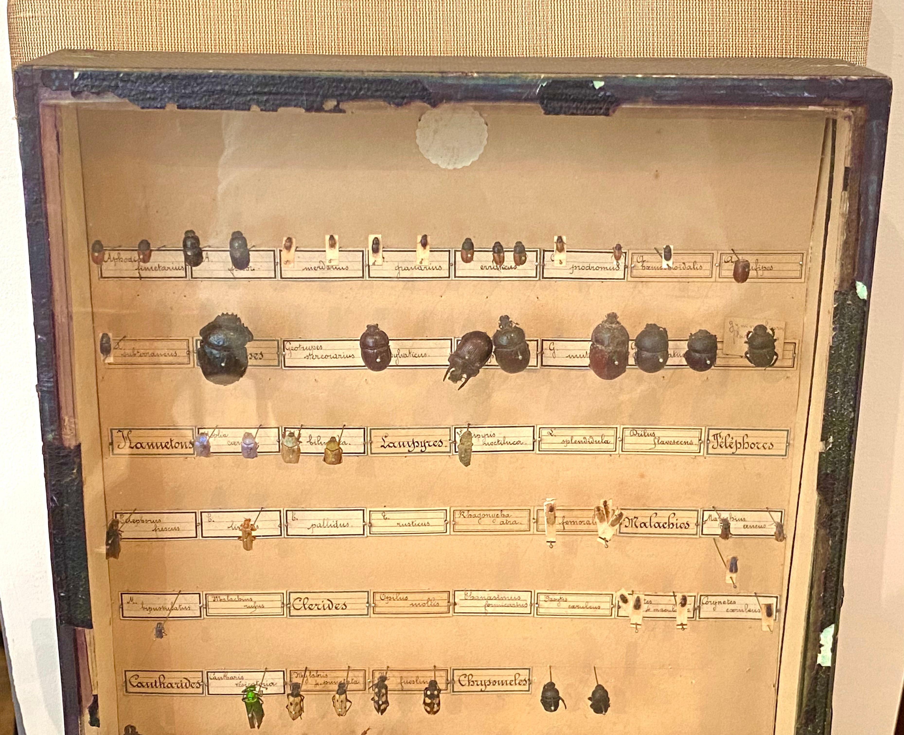 The Collective of 19th Century Beetles in Shadow Boxes (collection de scarabées du 19e siècle dans des boîtes d'ombres) en vente 6