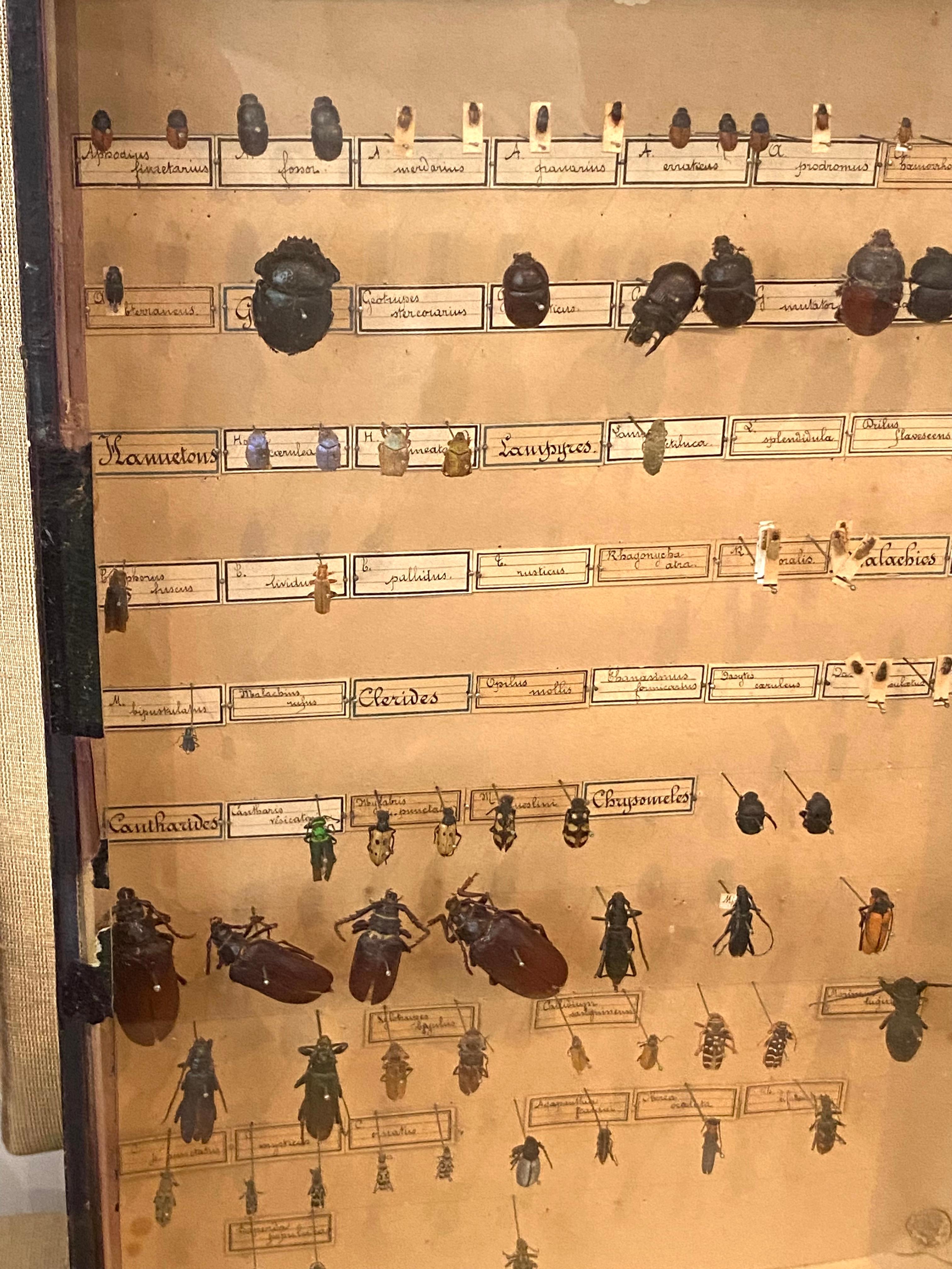 Collection of 19th Century Beetles in Shadow Boxes For Sale 8