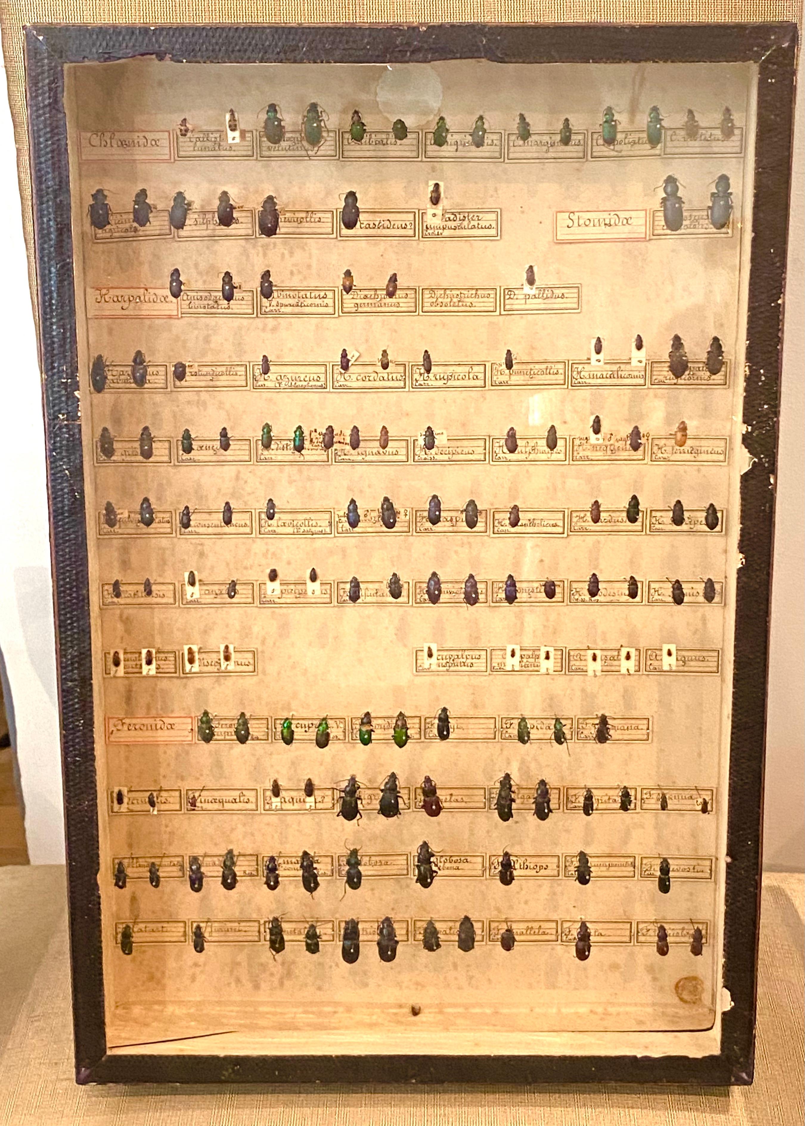 Sammlung von Käfern des 19. Jahrhunderts in Schattenboxen im Angebot 10