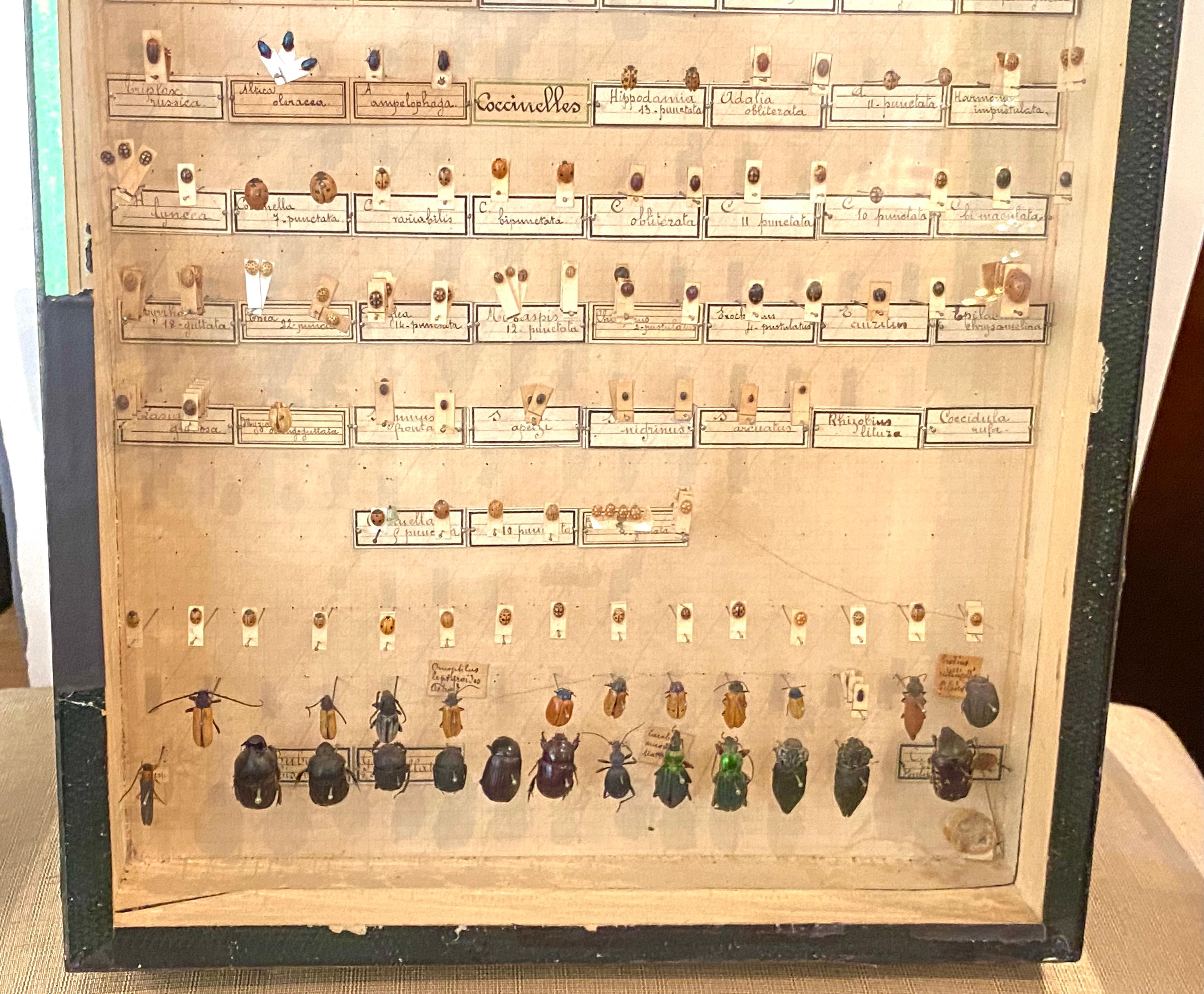 The Collective of 19th Century Beetles in Shadow Boxes (collection de scarabées du 19e siècle dans des boîtes d'ombres) en vente 14