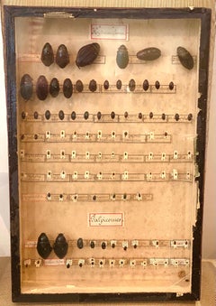 Collection of 19th Century Beetles in Shadow Boxes