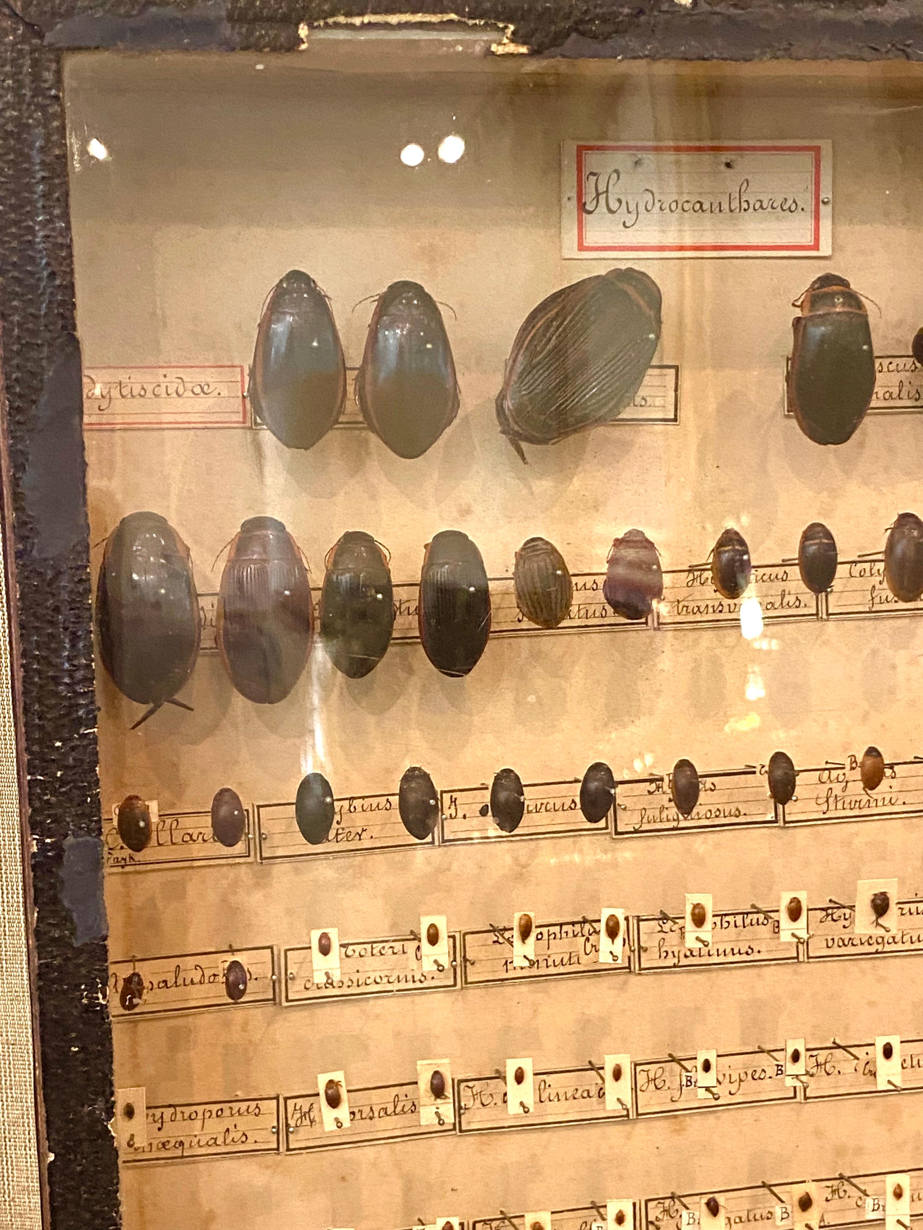 The Collective of 19th Century Beetles in Shadow Boxes (collection de scarabées du 19e siècle dans des boîtes d'ombres) Bon état - En vente à East Hampton, NY