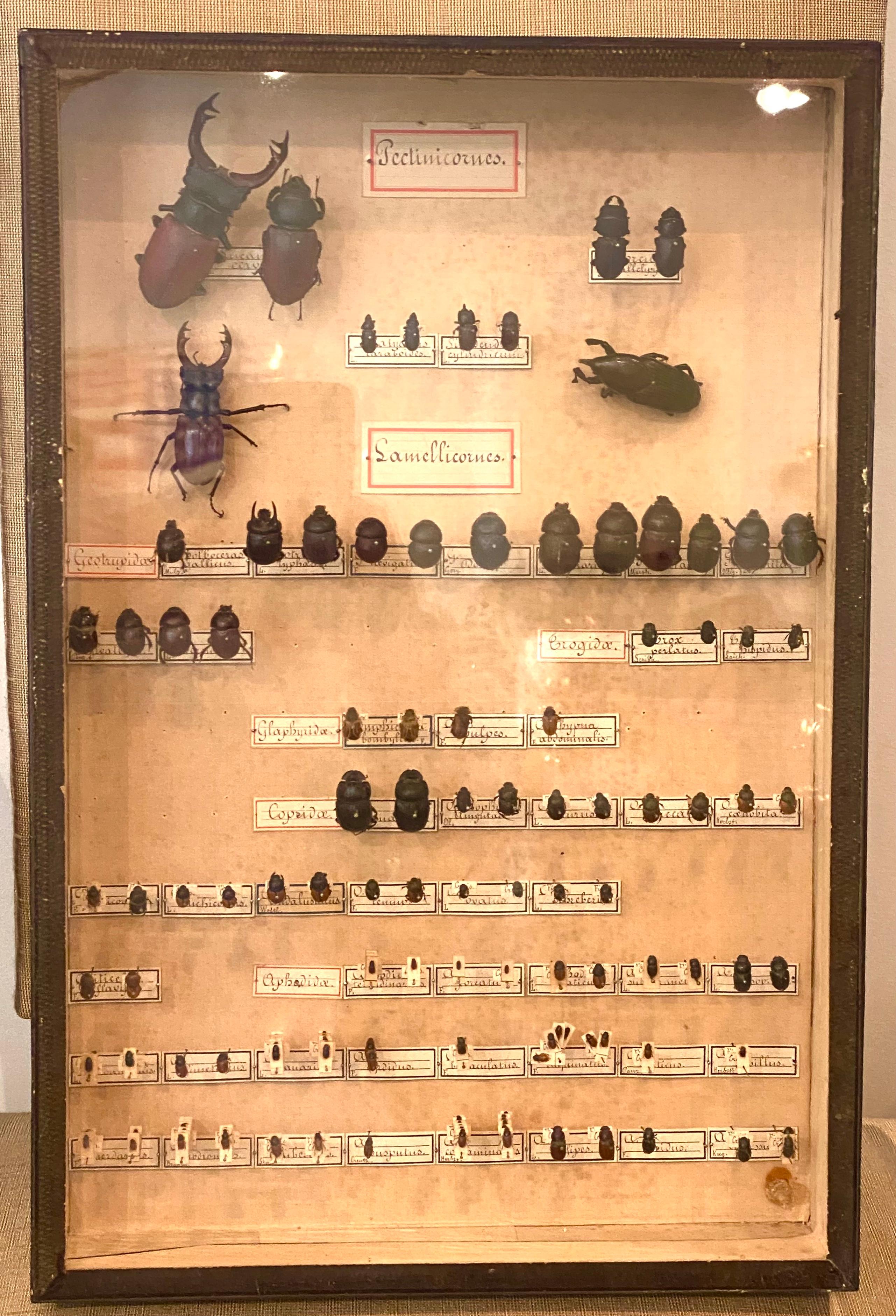The Collective of 19th Century Beetles in Shadow Boxes (collection de scarabées du 19e siècle dans des boîtes d'ombres) en vente 1