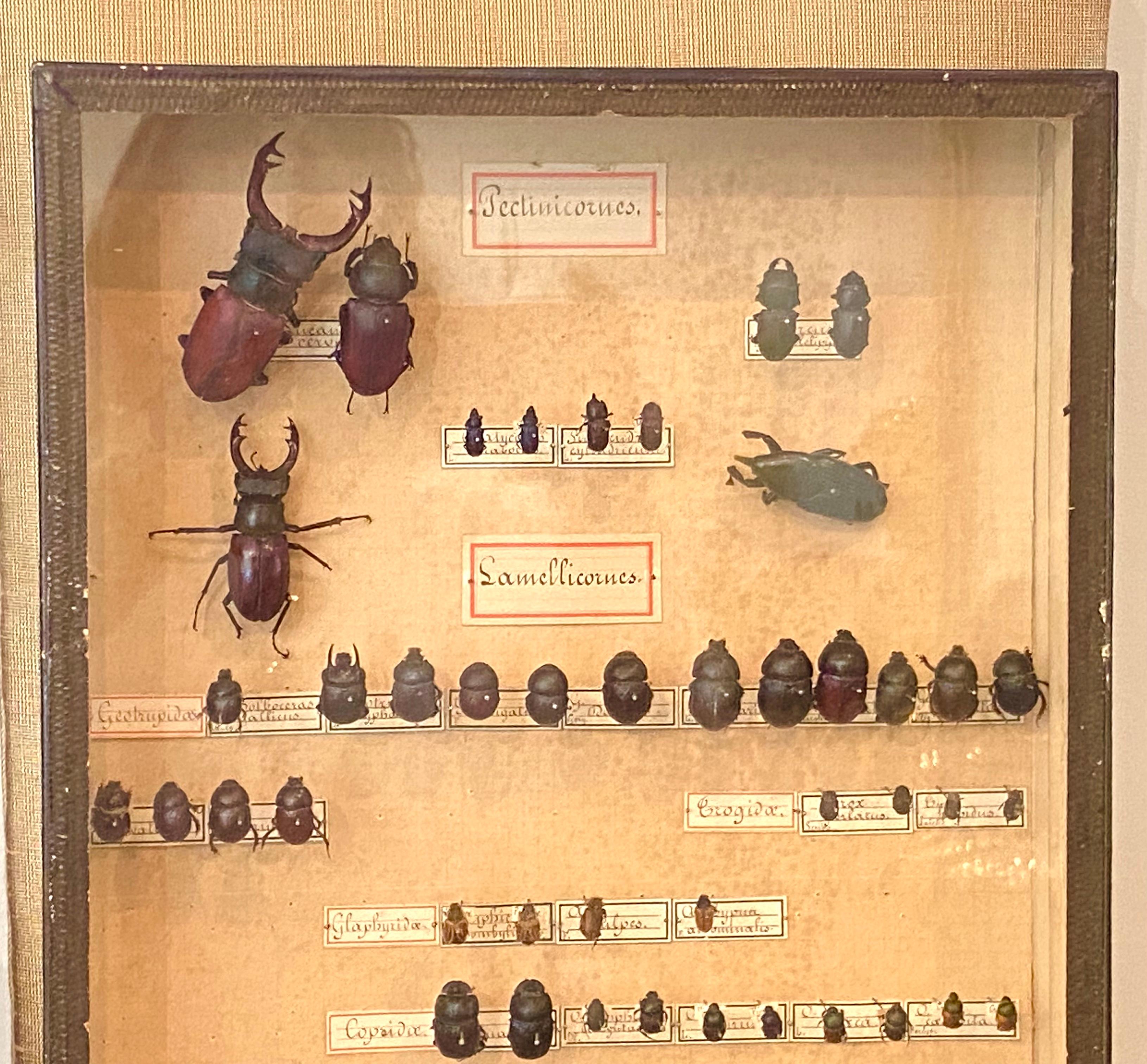 The Collective of 19th Century Beetles in Shadow Boxes (collection de scarabées du 19e siècle dans des boîtes d'ombres) en vente 2