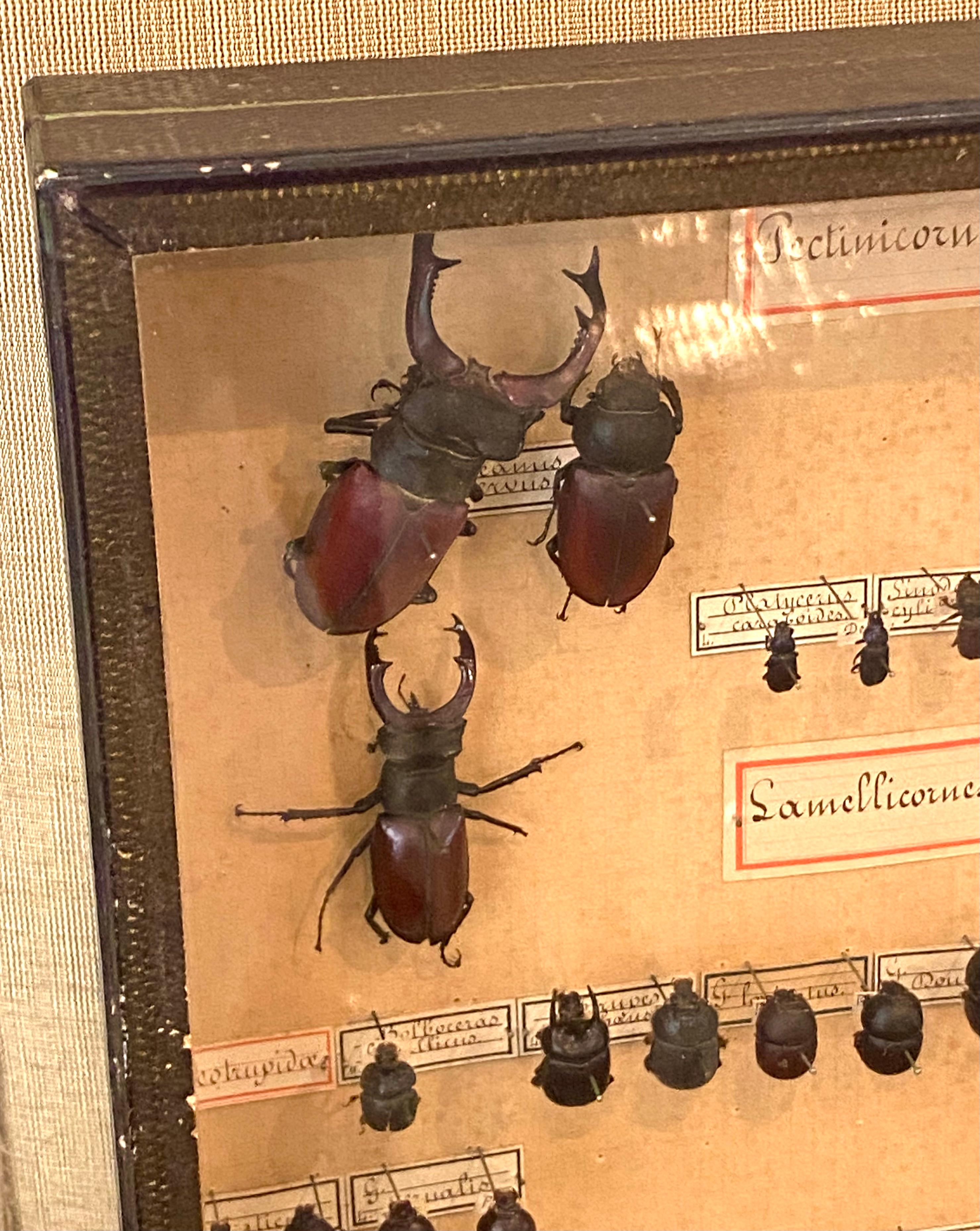 The Collective of 19th Century Beetles in Shadow Boxes (collection de scarabées du 19e siècle dans des boîtes d'ombres) en vente 3