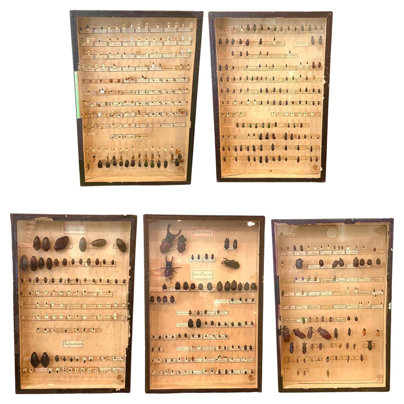 Collection of 19th Century Beetles in Shadow Boxes