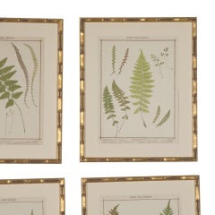 The Collective of 19th Century Chromolithographs of British Ferns (Collection de chromolithographies de fougères britanniques du 19e siècle)