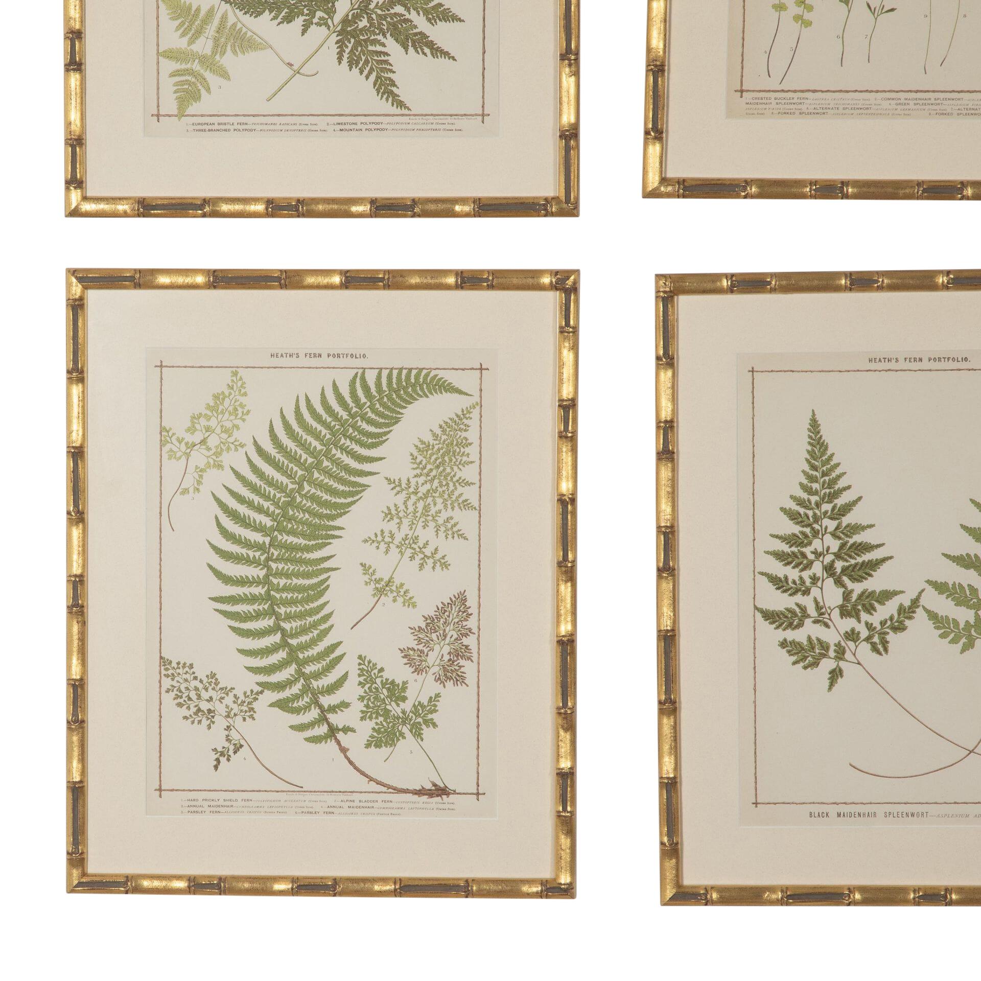 English Collection of 19th Century Chromolithographs of British Ferns For Sale