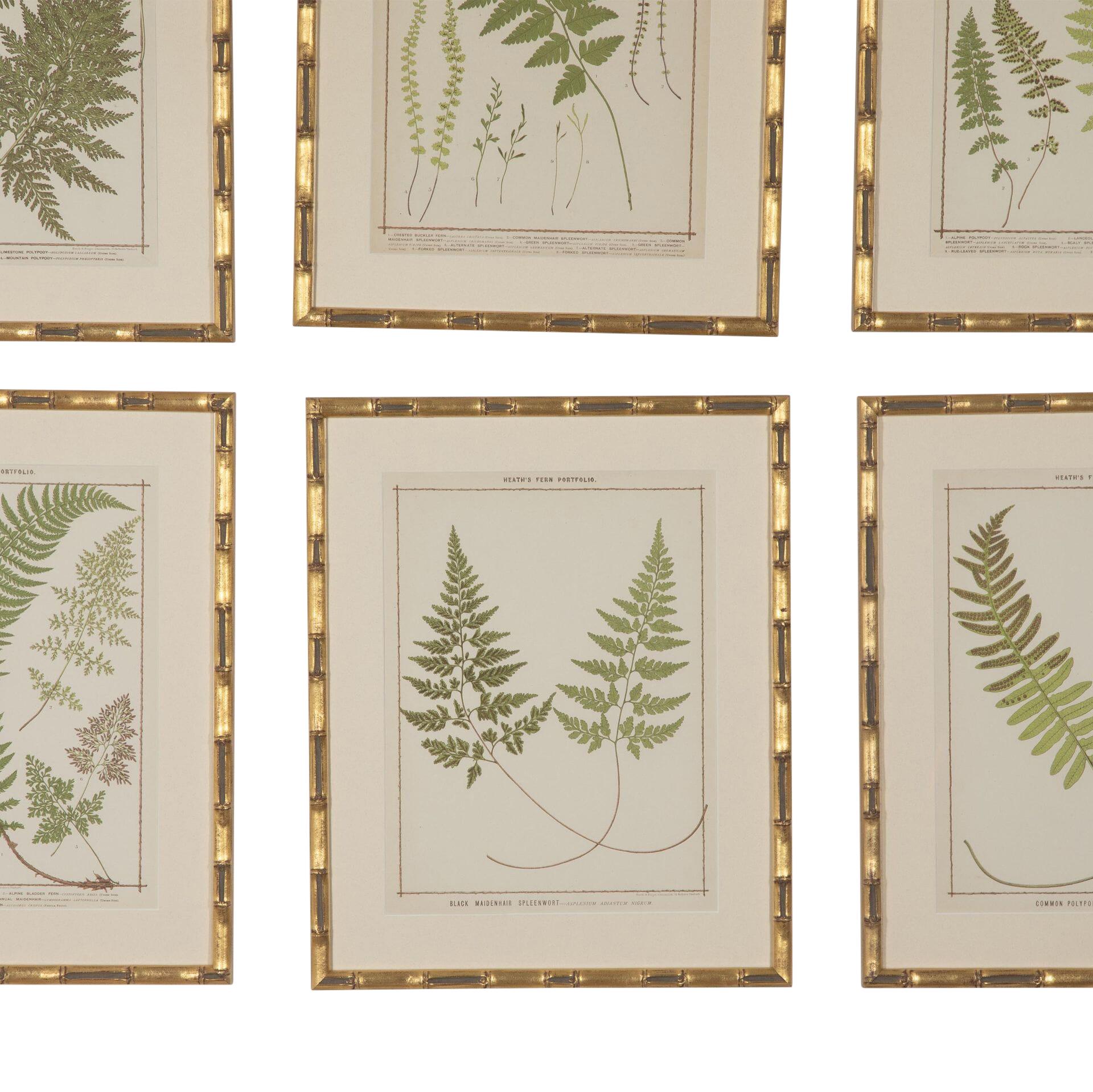 Collection of 19th Century Chromolithographs of British Ferns In Good Condition For Sale In Tetbury, Gloucestershire