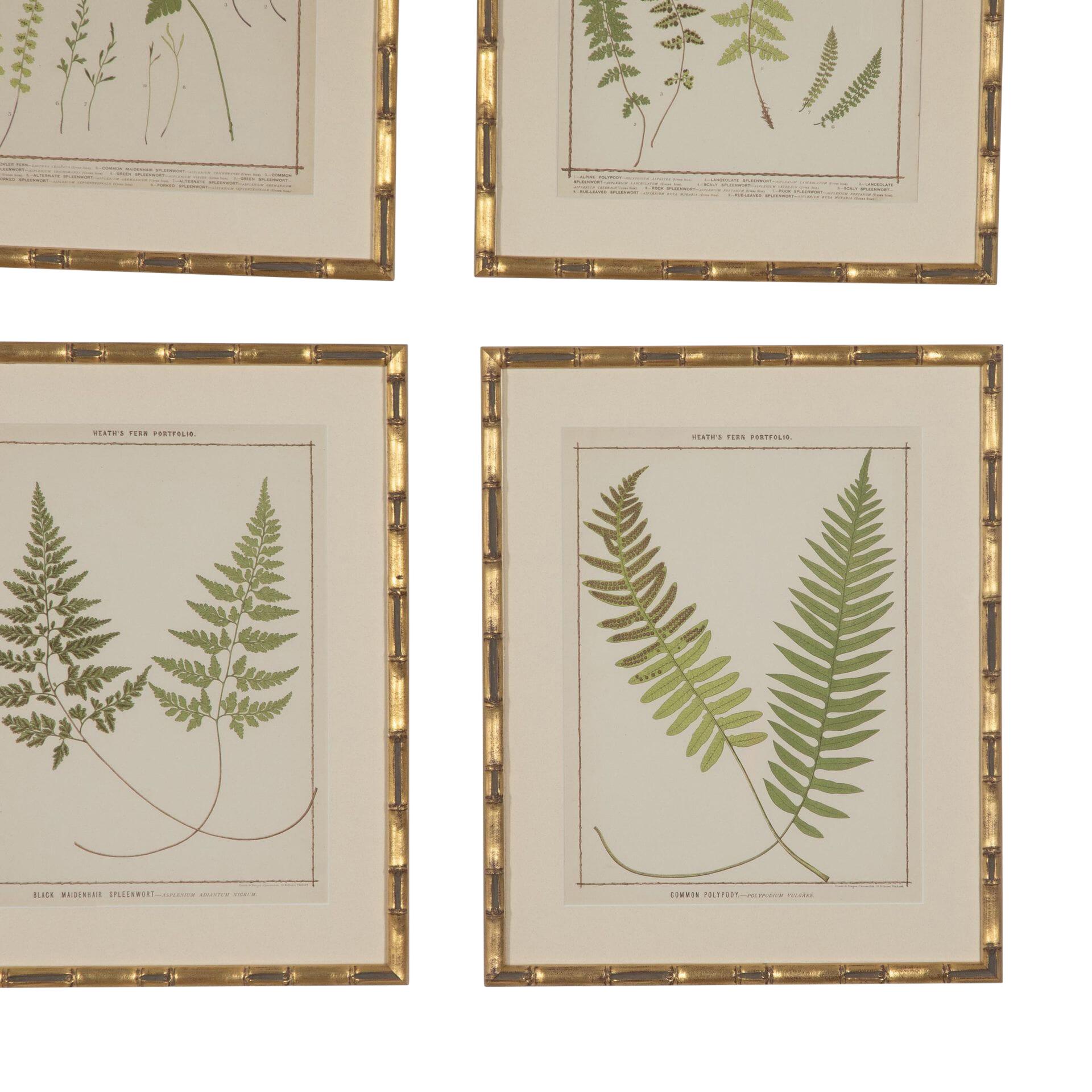 Paper Collection of 19th Century Chromolithographs of British Ferns For Sale