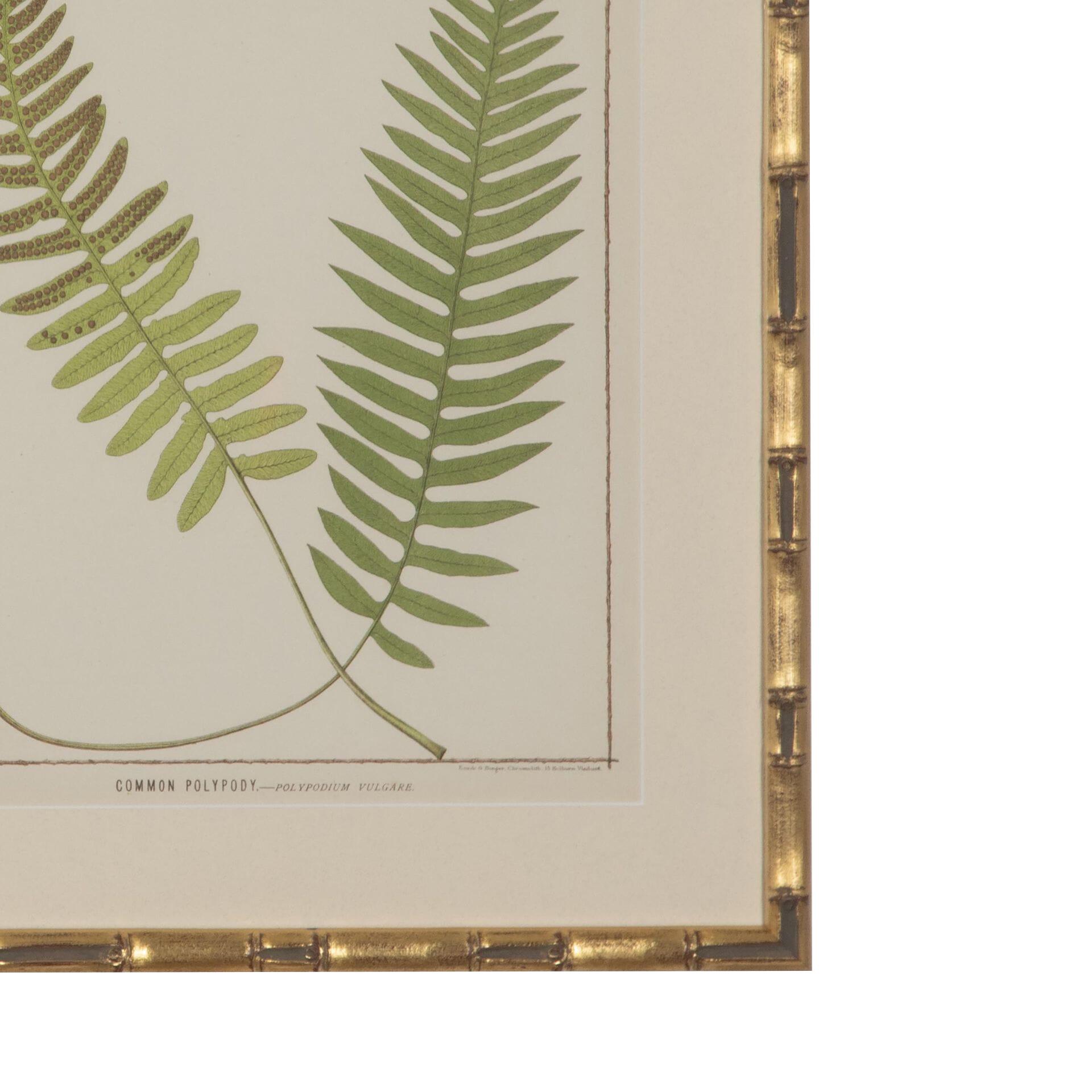 Collection of 19th Century Chromolithographs of British Ferns For Sale 1