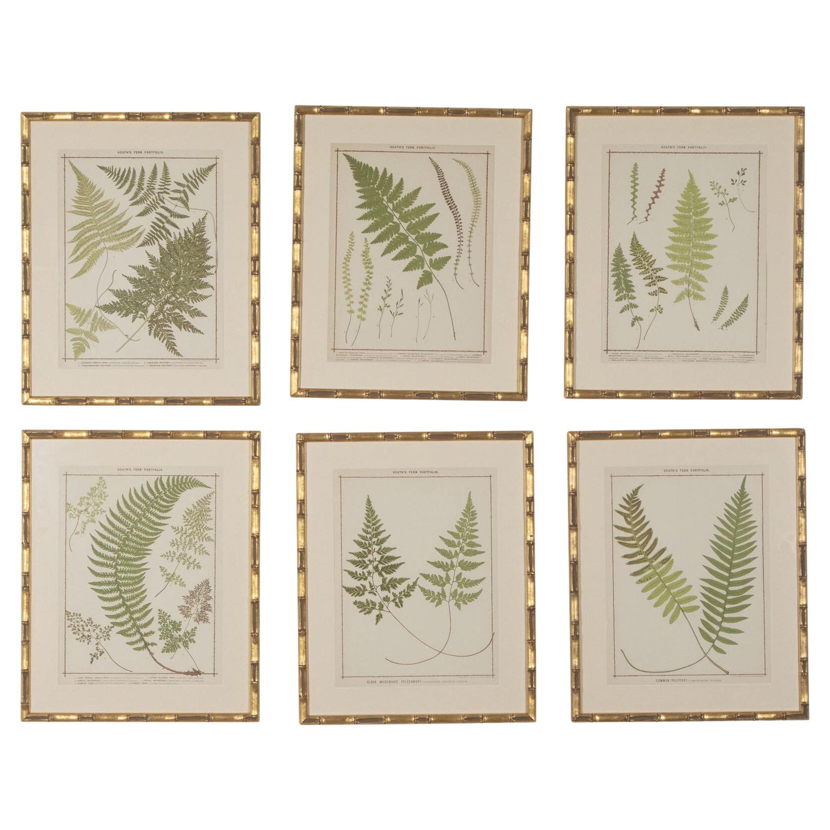 Collection of 19th Century Chromolithographs of British Ferns For Sale