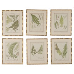 Collection of 19th Century Chromolithographs of British Ferns