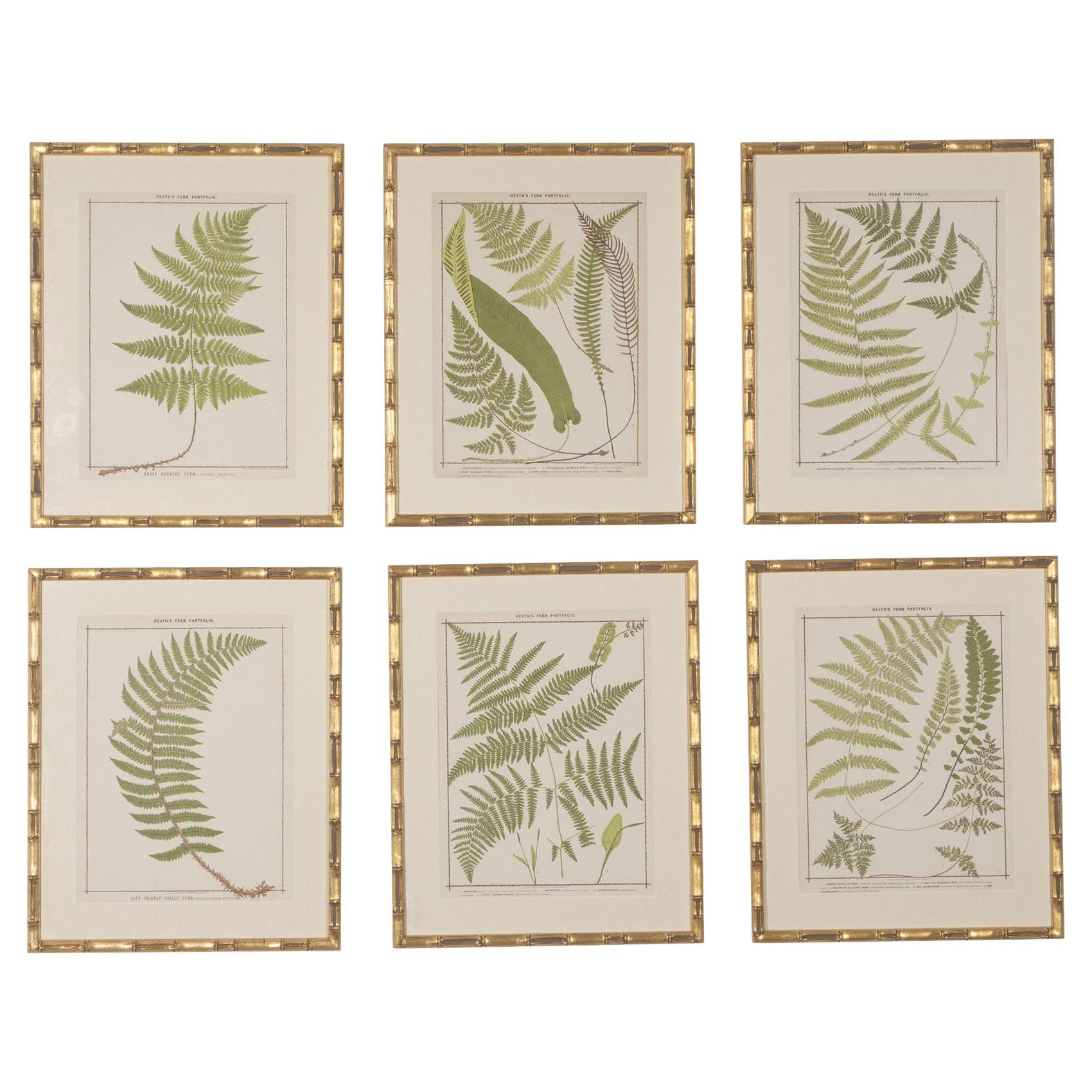 Set of 12 Framed Botanical Etchings, 18th Century at 1stDibs | antique ...