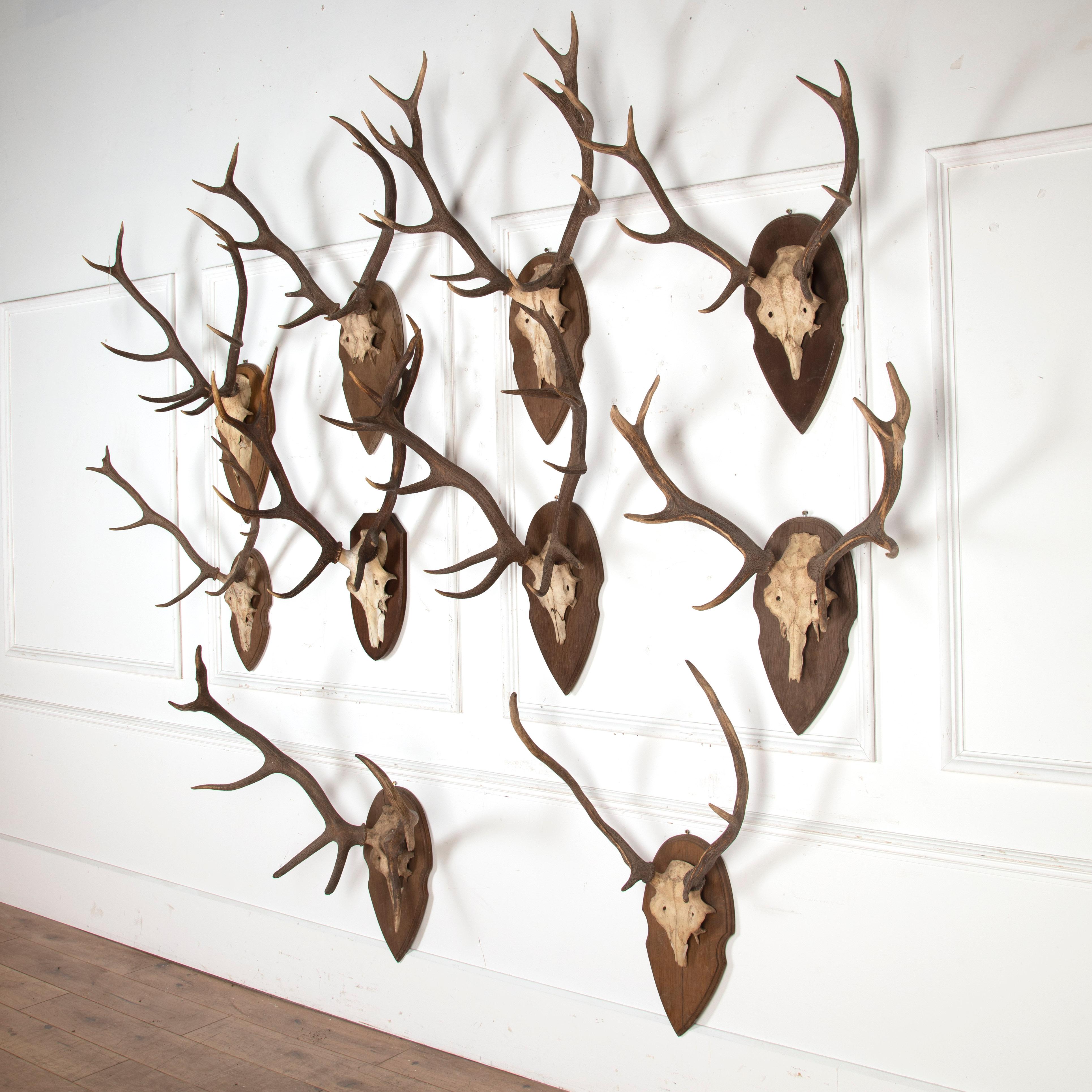 Decorative collection of ten pairs of antlers mounted onto oak shields.

This collection consists of a great range of ages, the oldest dating to the 1920s and the rest dating to the mid to late 20th Century. 

Within today's home, these