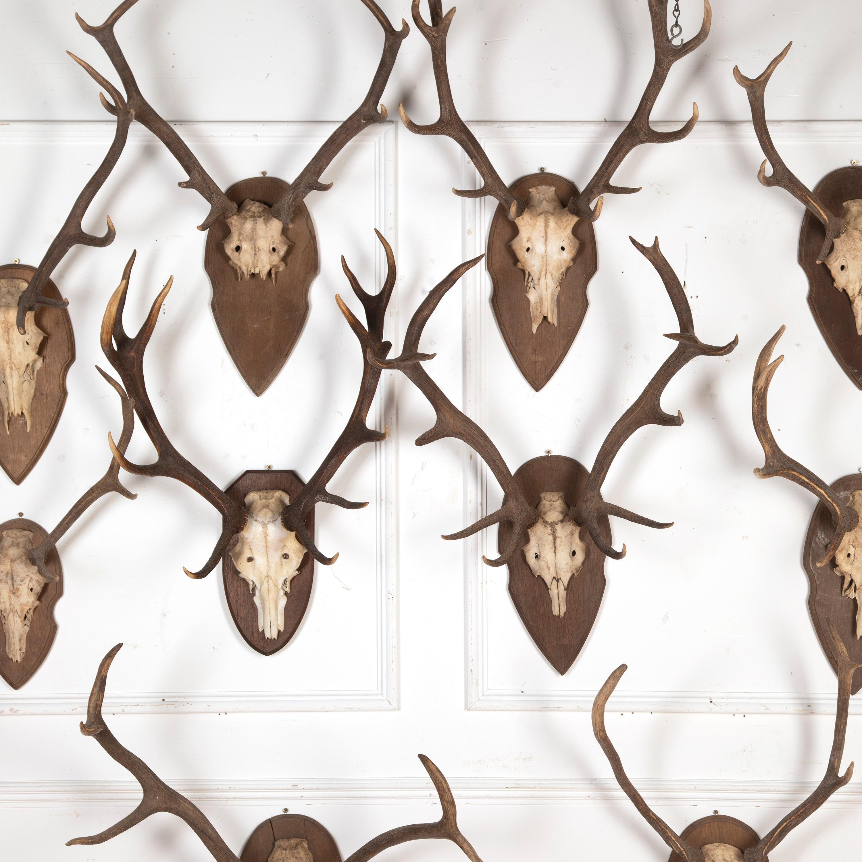 Country Collection of 19th Century Mounted Antlers