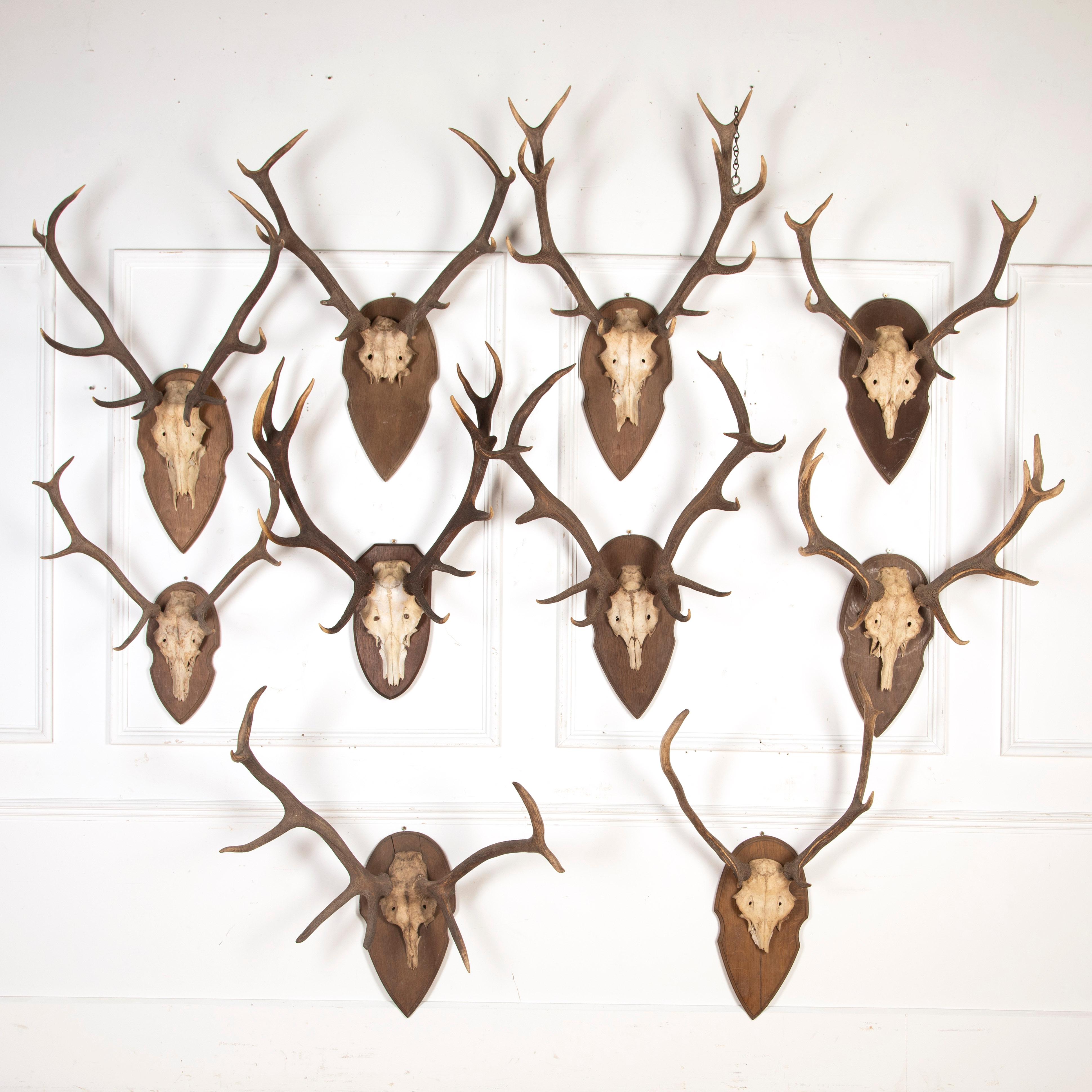 French Collection of 19th Century Mounted Antlers
