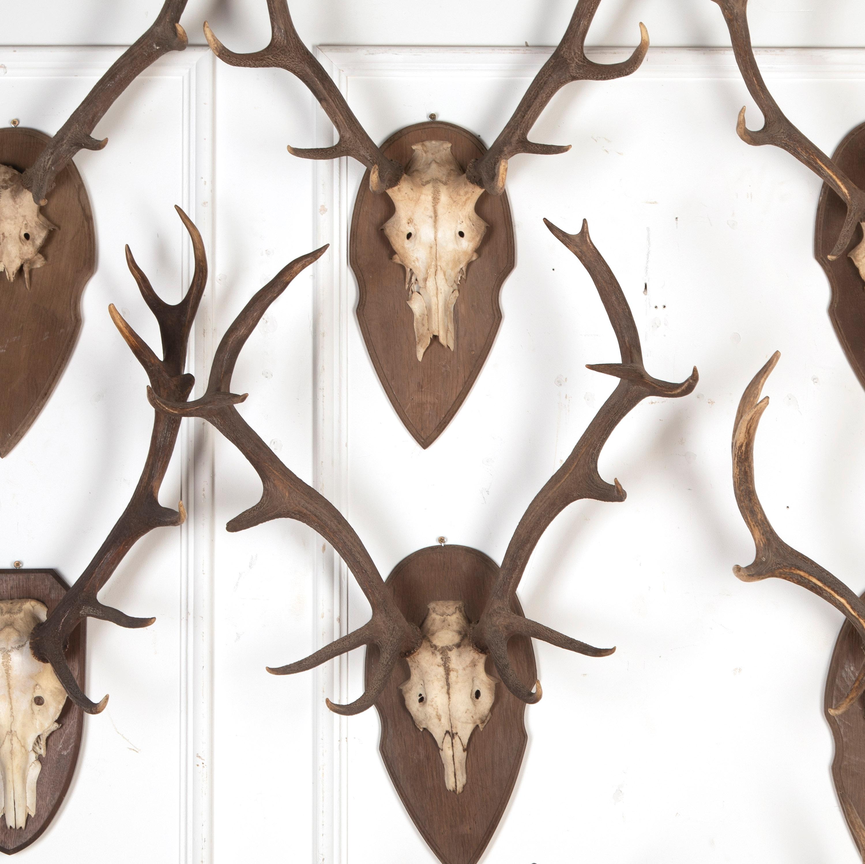 Collection of 19th Century Mounted Antlers In Fair Condition In Gloucestershire, GB