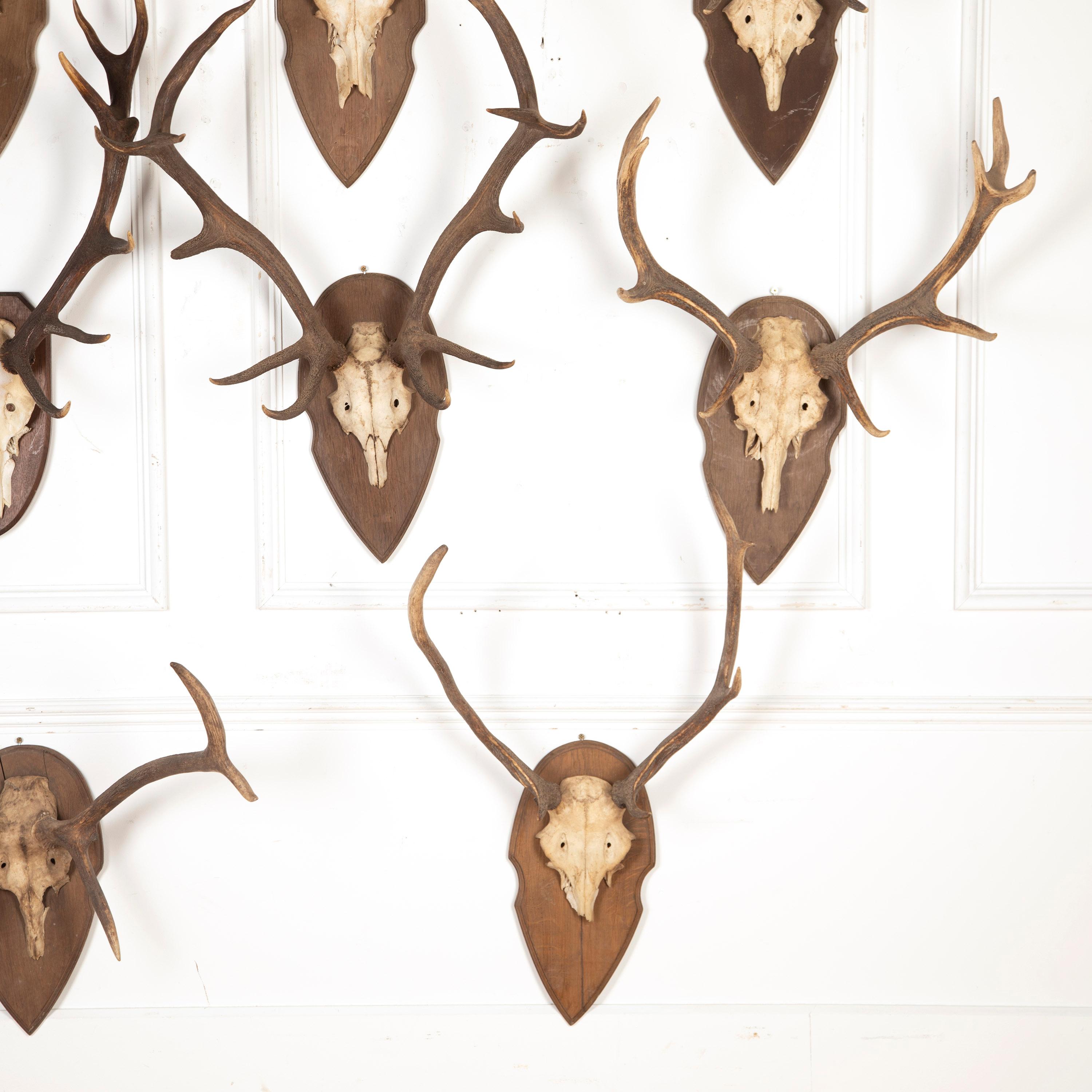 20th Century Collection of 19th Century Mounted Antlers