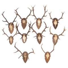 Collection of 19th Century Mounted Antlers