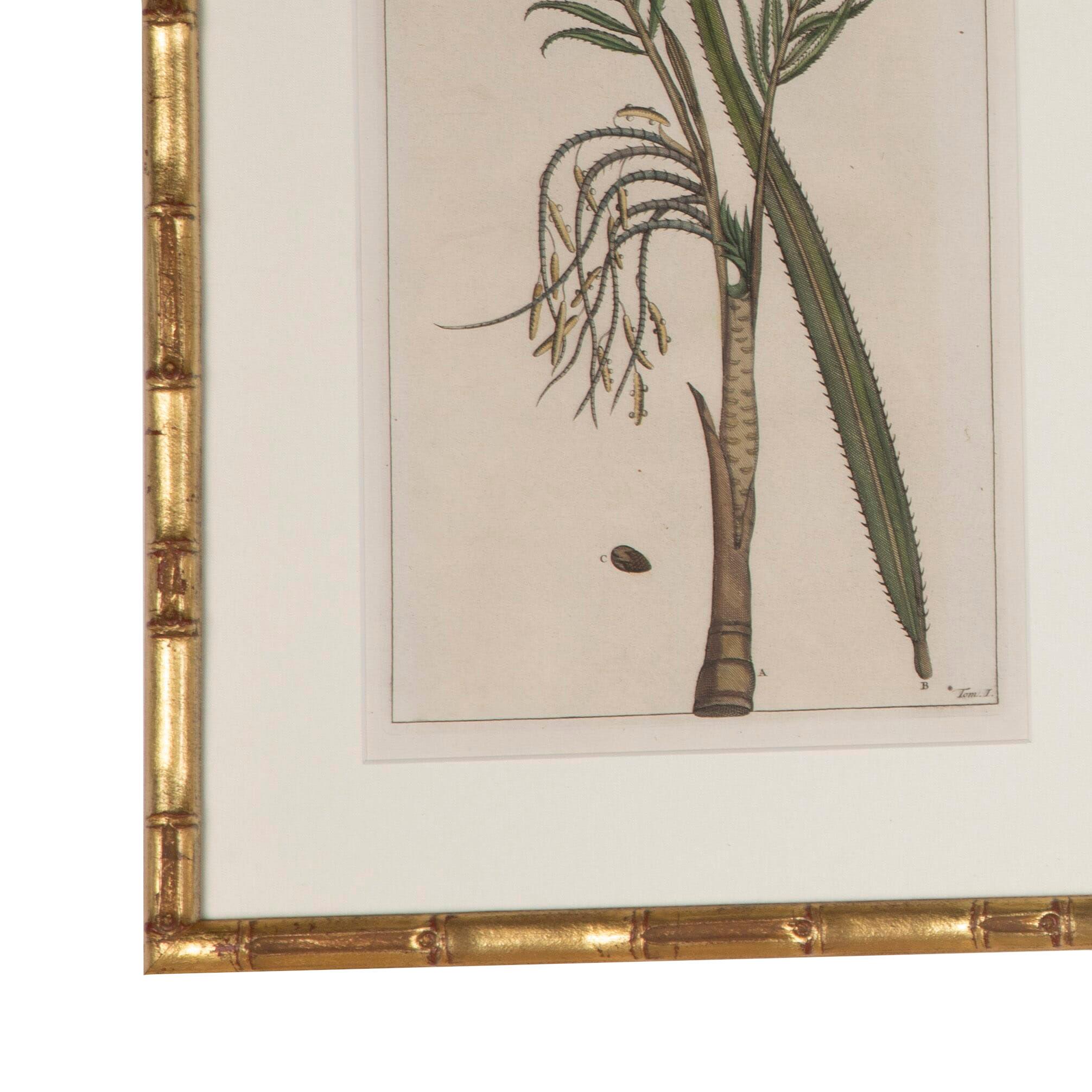 Collection of nine palm botanicals by George Eberhard Rumpf.
All nine are framed in Italian faux bamboo gilt frames, with tru-vu glass that affords clearer image quality and some protection. 