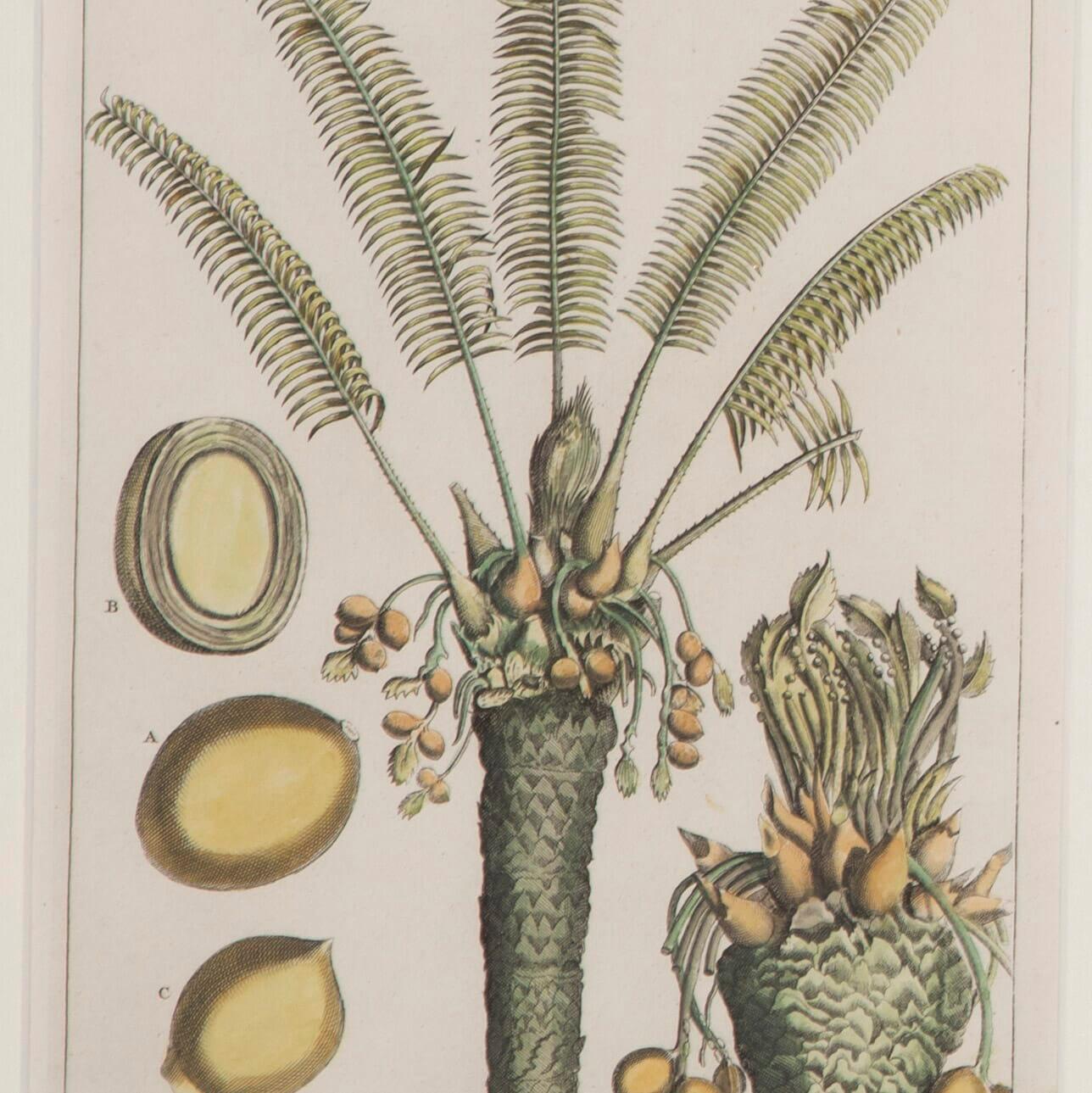 Collection of 19th Century Palm Botanicals by George Eberhard Rumpf In Good Condition In Tetbury, Gloucestershire