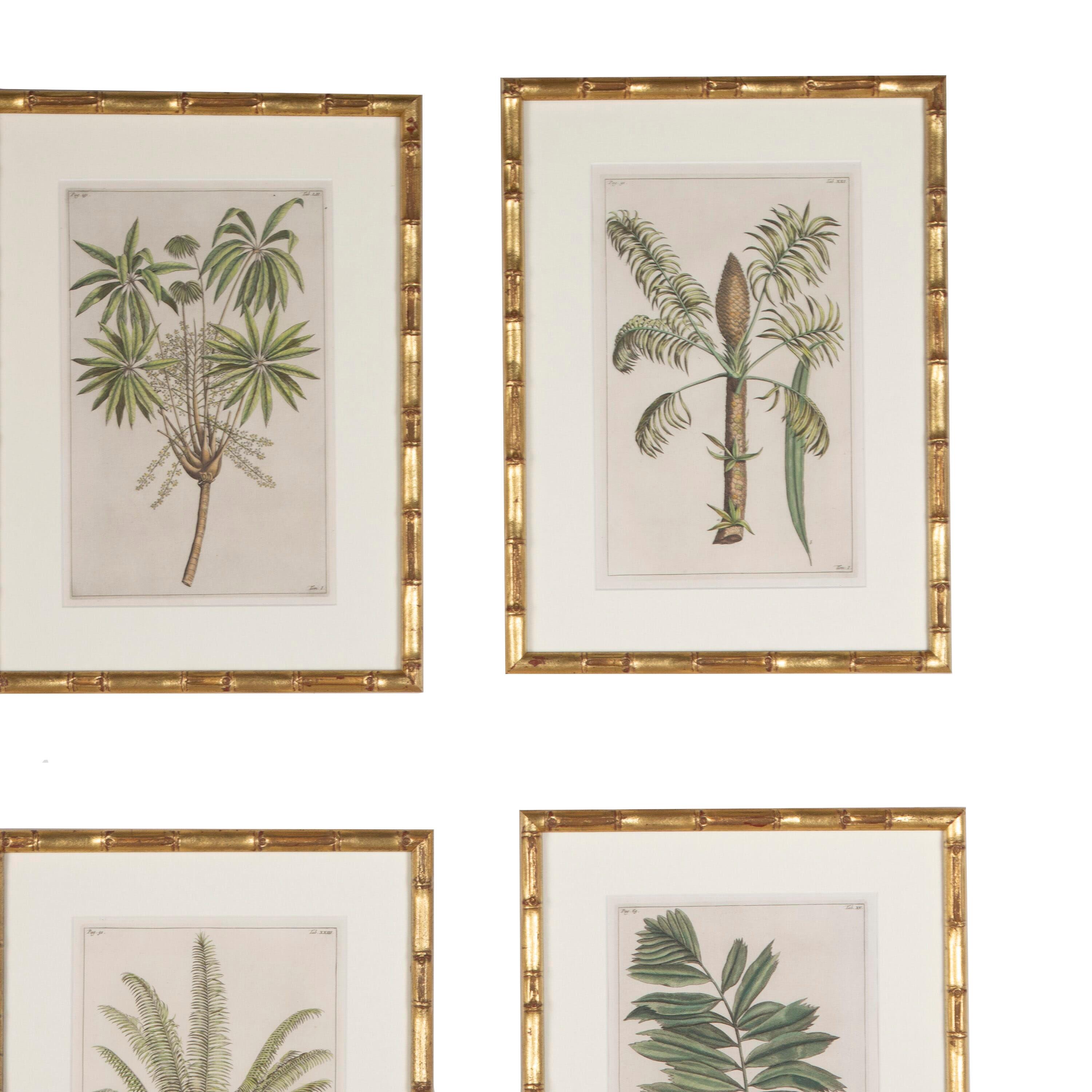 18th Century and Earlier Collection of 19th Century Palm Botanicals by George Eberhard Rumpf