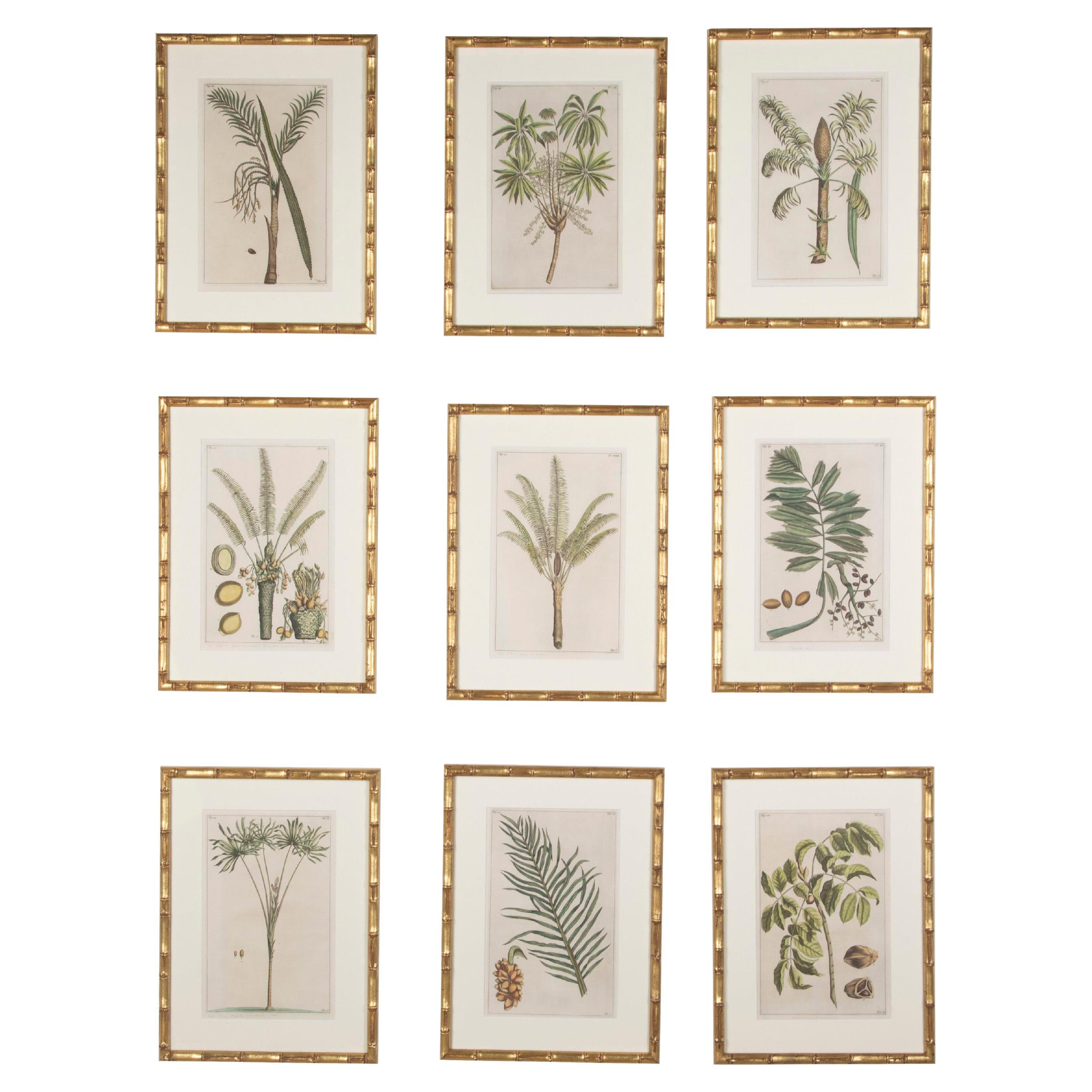 Collection of 19th Century Palm Botanicals by George Eberhard Rumpf