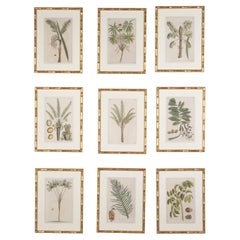 Collection of 19th Century Palm Botanicals by George Eberhard Rumpf