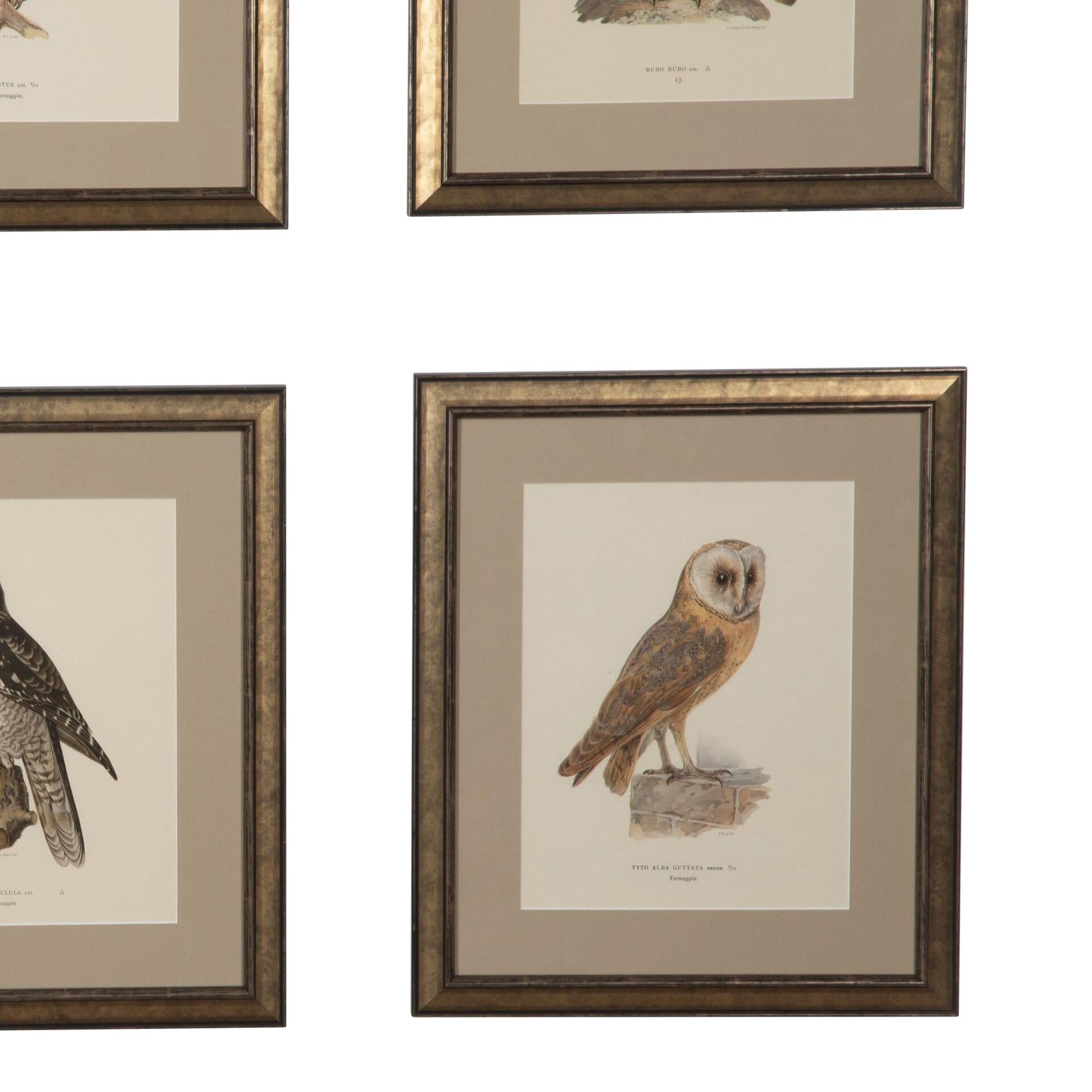 Collection of 19th Century Swedish owl engravings by the Finnish artist, Magnus Von Wright who was a well-known artist and ornithologist.
These engravings capture details and colours not previously seen in their time. 
These colourful