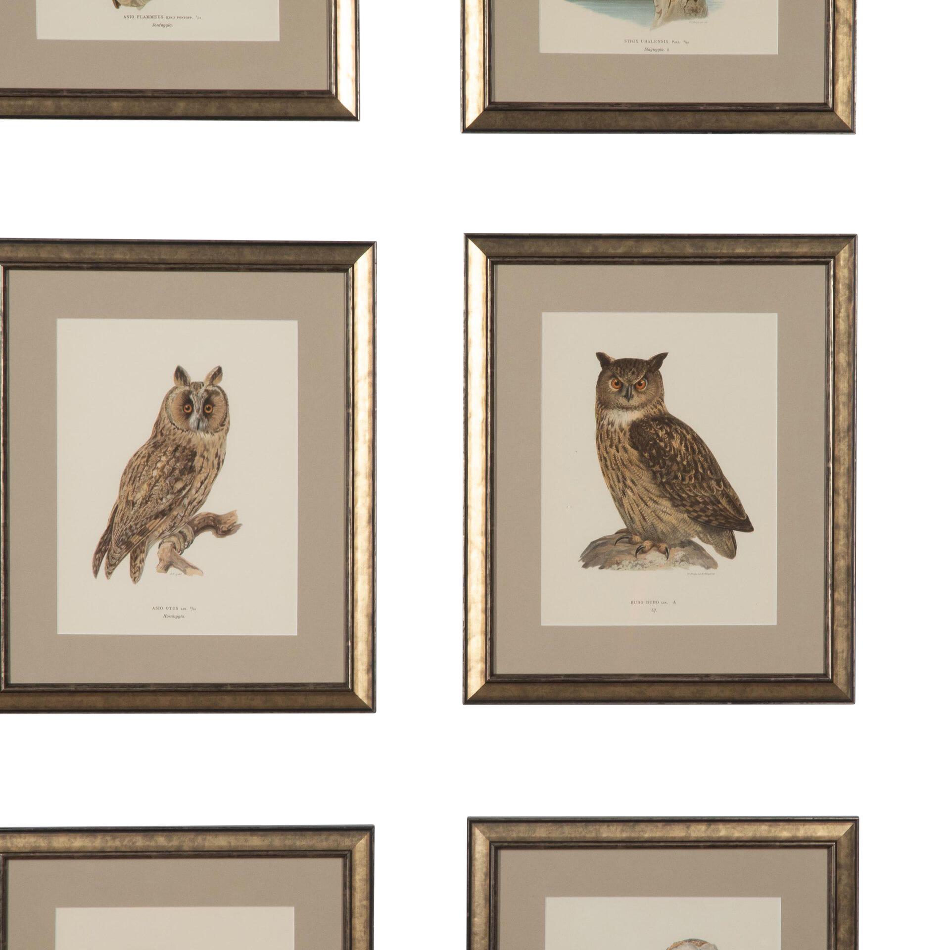 Collection of 19th Century Swedish Owl Engravings In Good Condition For Sale In Tetbury, Gloucestershire