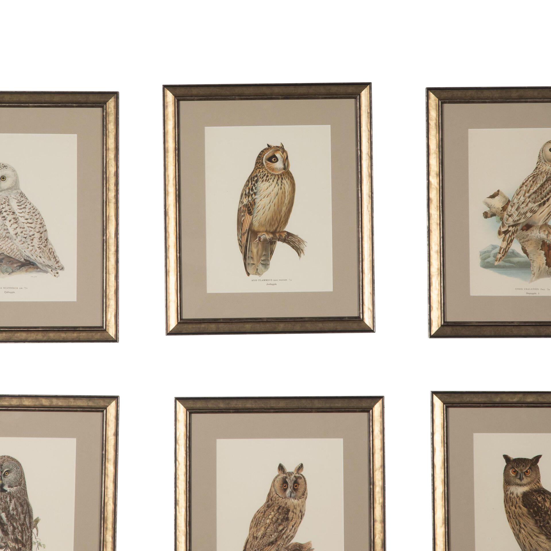 Paper Collection of 19th Century Swedish Owl Engravings For Sale