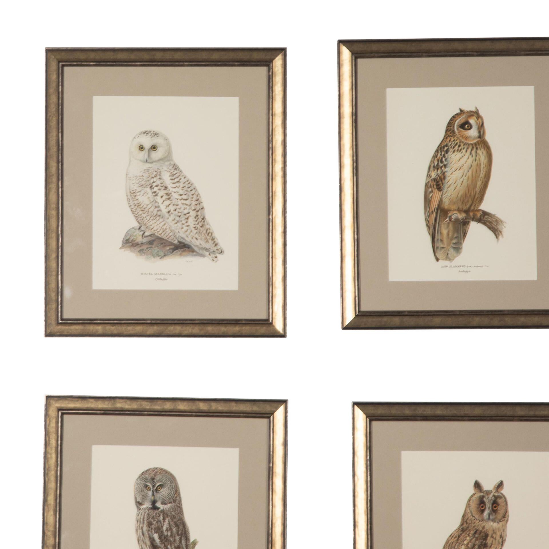 Collection of 19th Century Swedish Owl Engravings For Sale 1