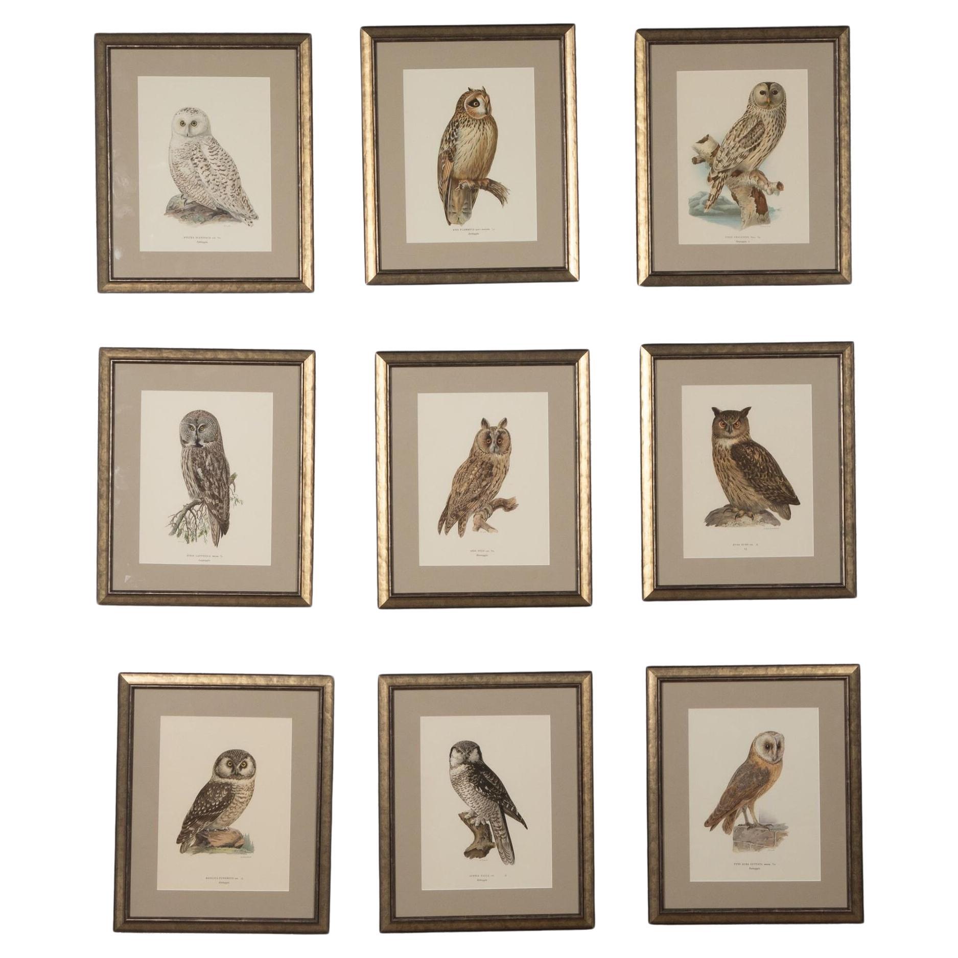 Collection of 19th Century Swedish Owl Engravings For Sale